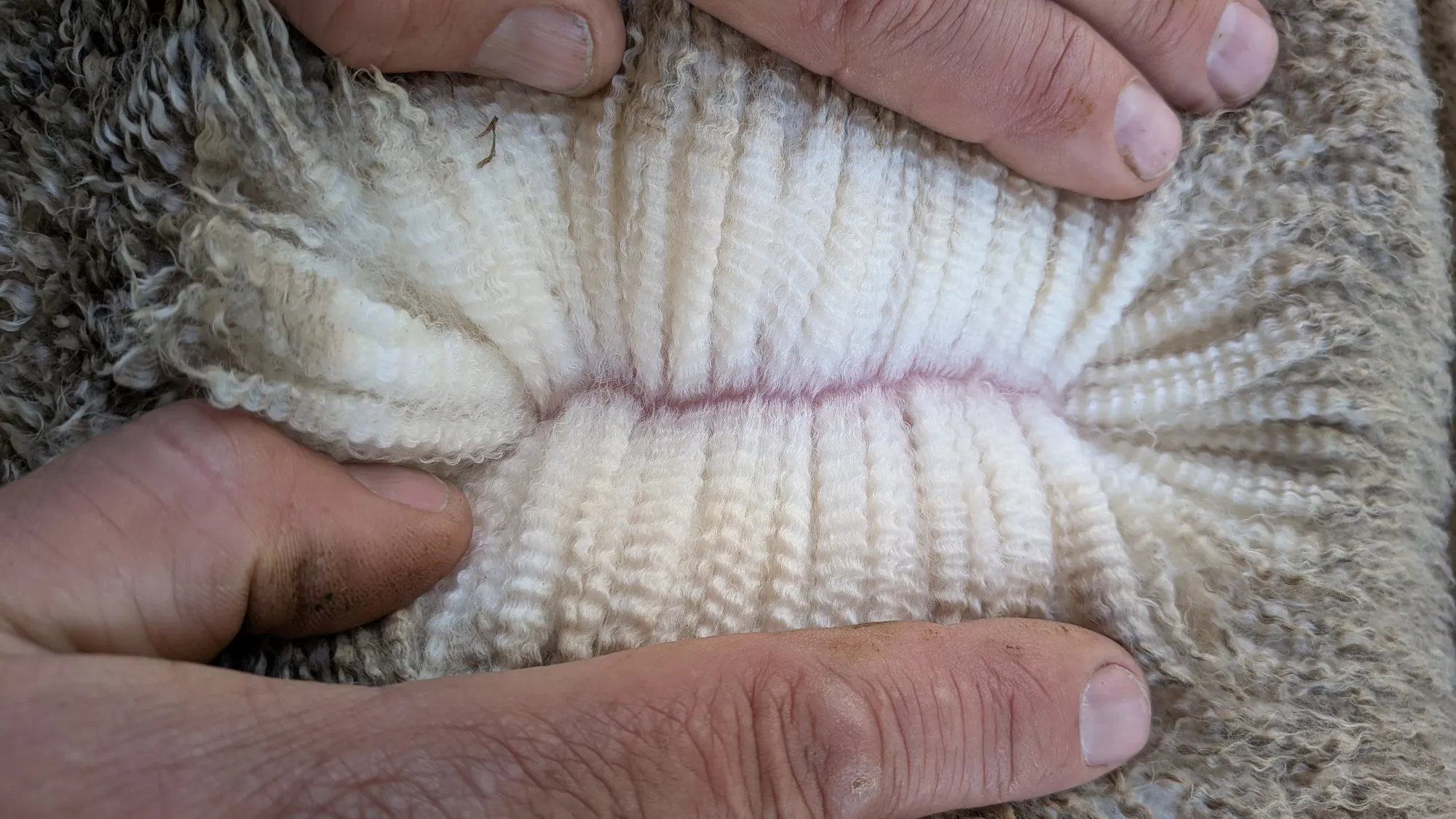 Mumblebone Lot 246, 2026 Ram Sale Merino ram