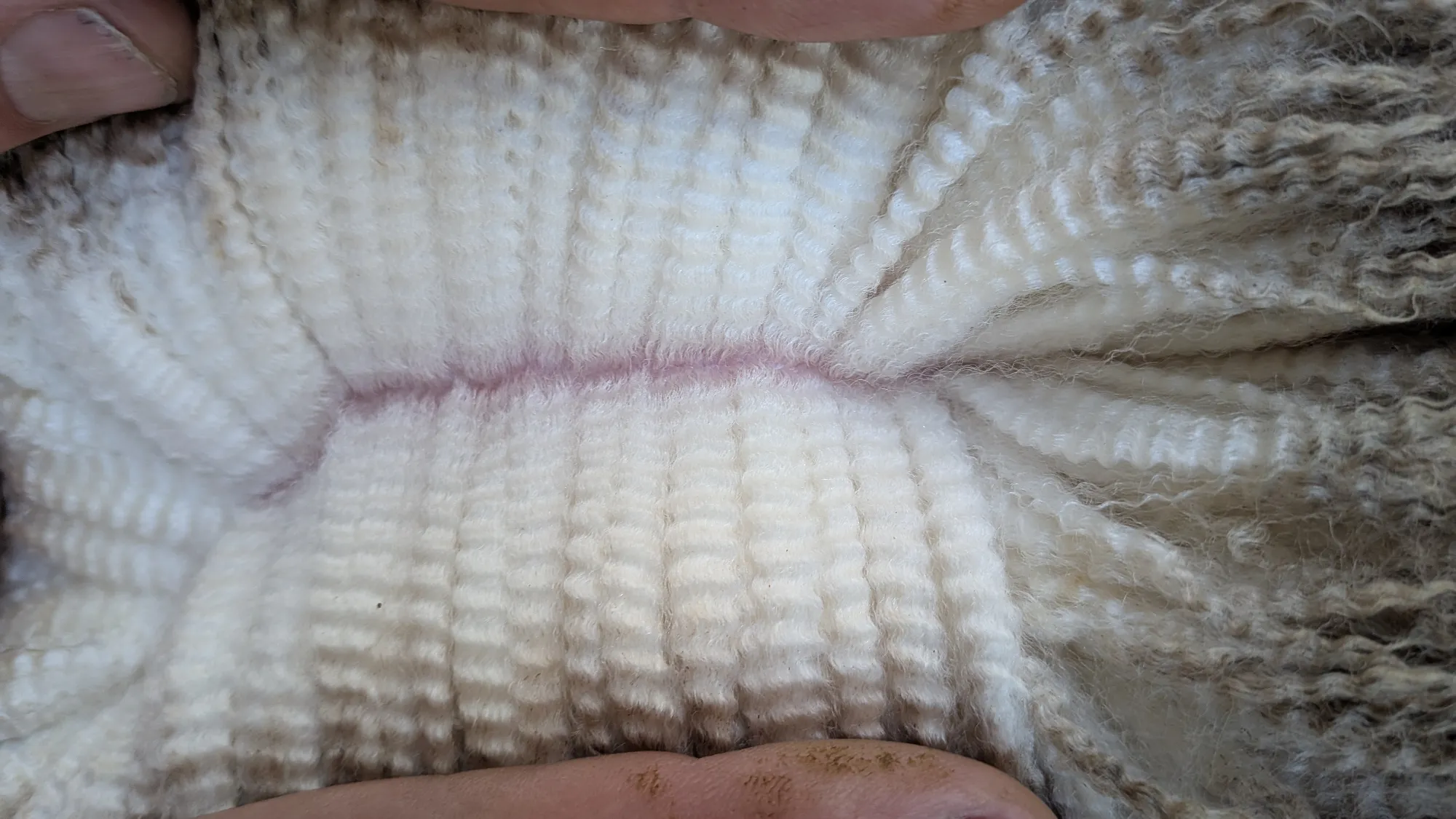 Mumblebone Lot 167, 2026 Ram Sale Merino ram