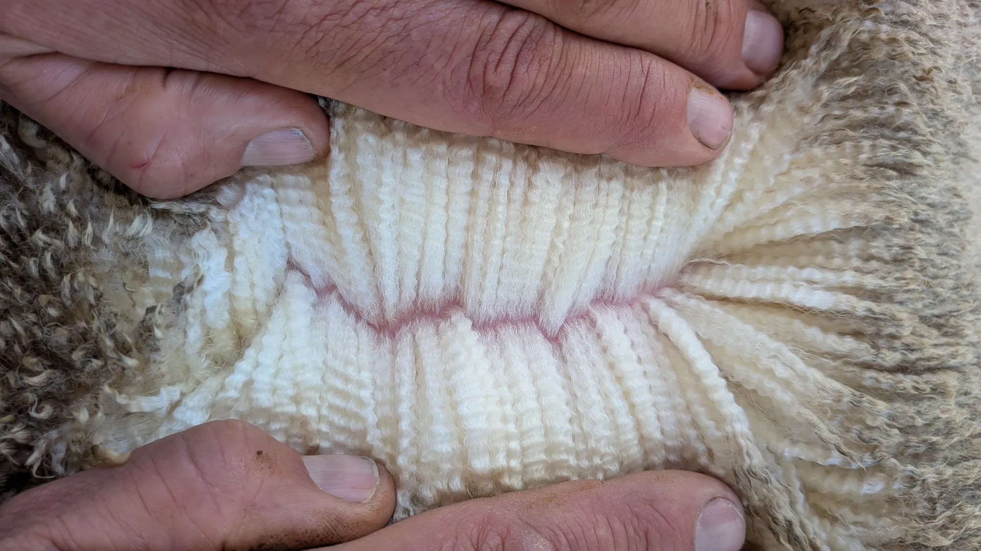 Mumblebone Lot 20, 2026 Ram Sale Merino ram