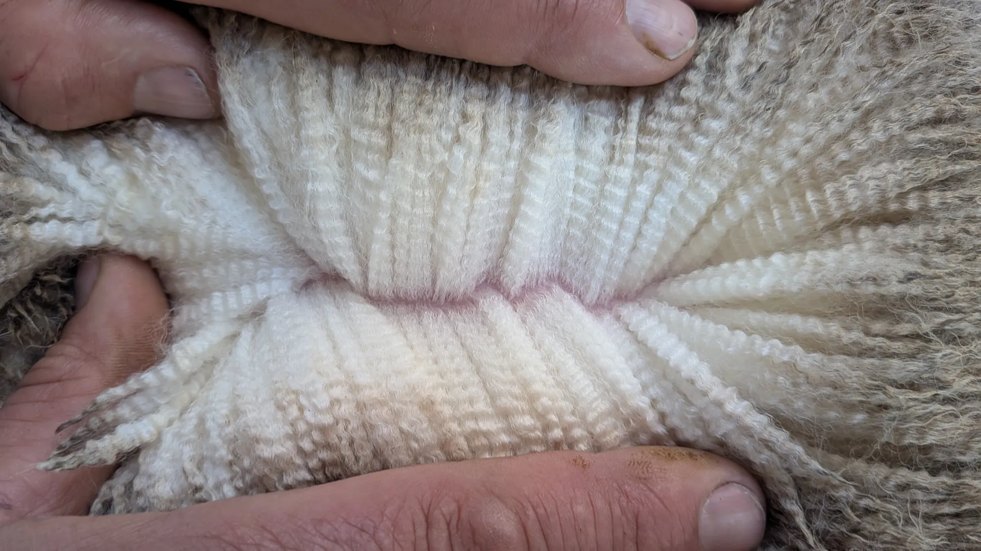 Mumblebone Lot 169, 2026 Ram Sale Merino ram