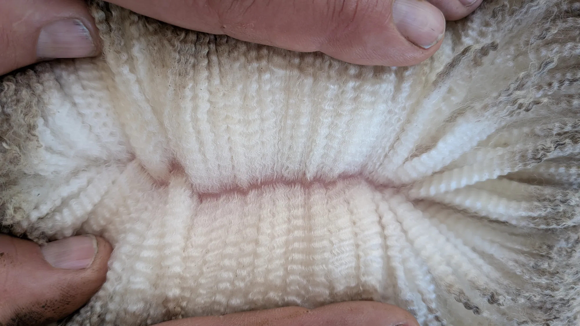 Mumblebone Lot 48, 2026 Ram Sale Merino ram