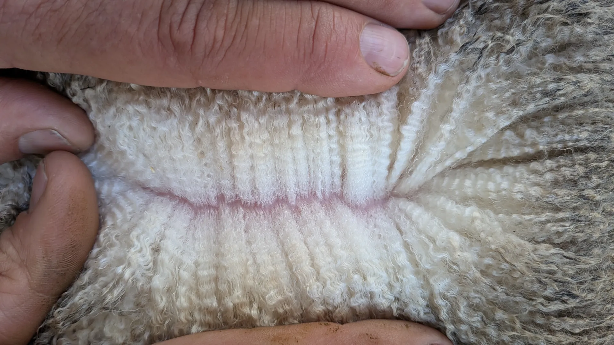 Mumblebone Lot 319, 2026 Ram Sale Merino ram