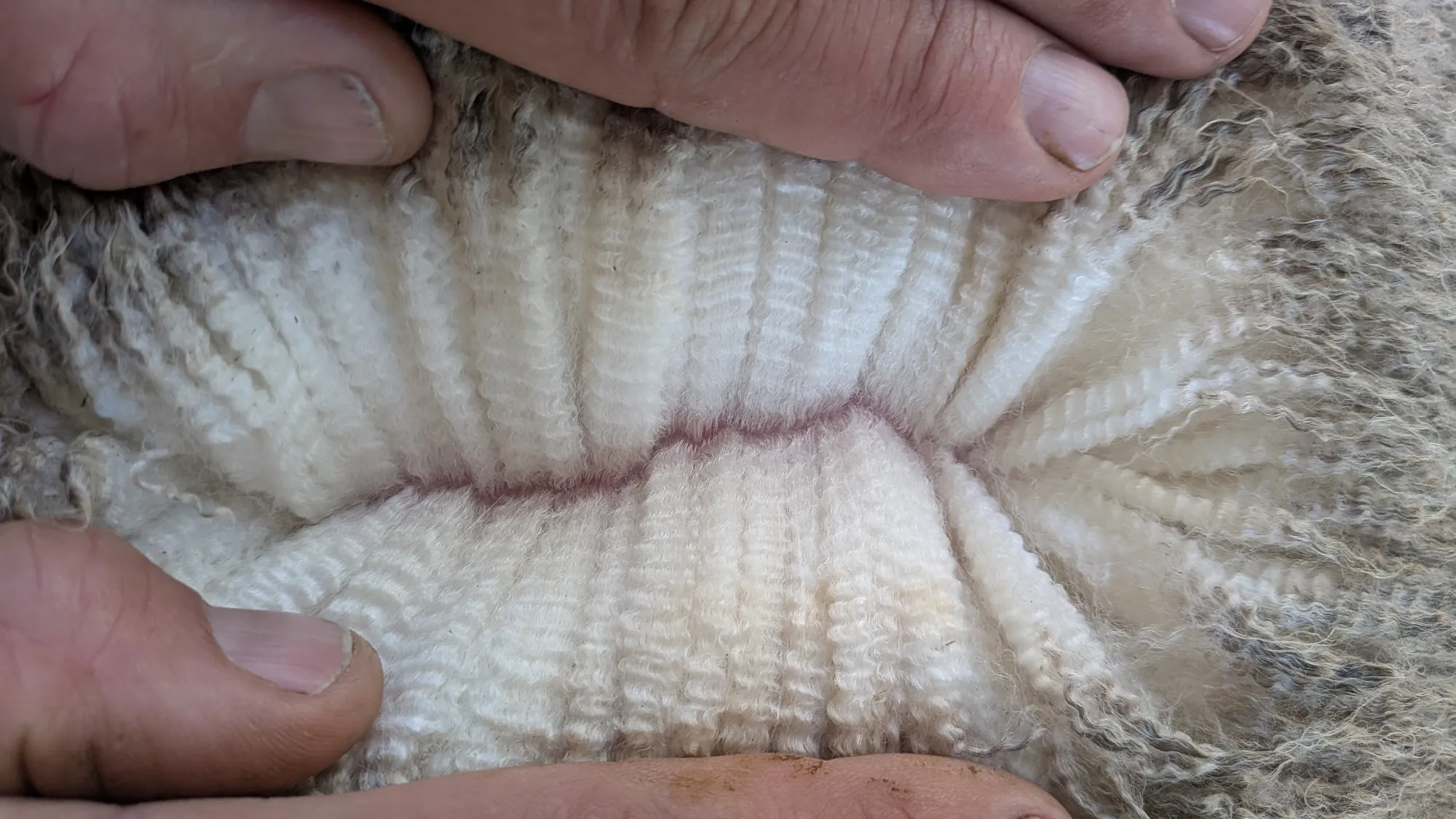Mumblebone Lot 294, 2026 Ram Sale Merino ram