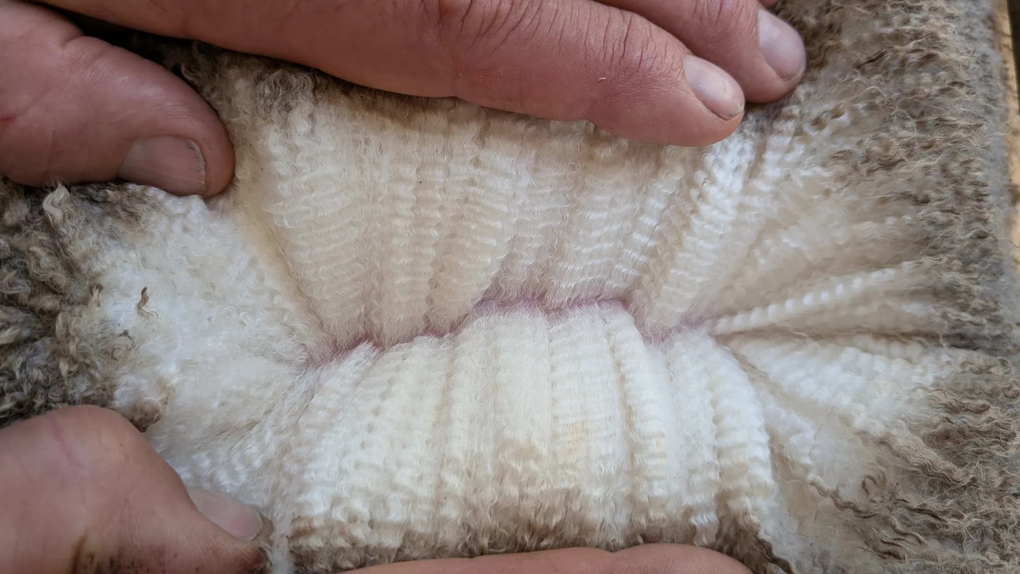 Mumblebone Lot 39, 2026 Ram Sale Merino ram