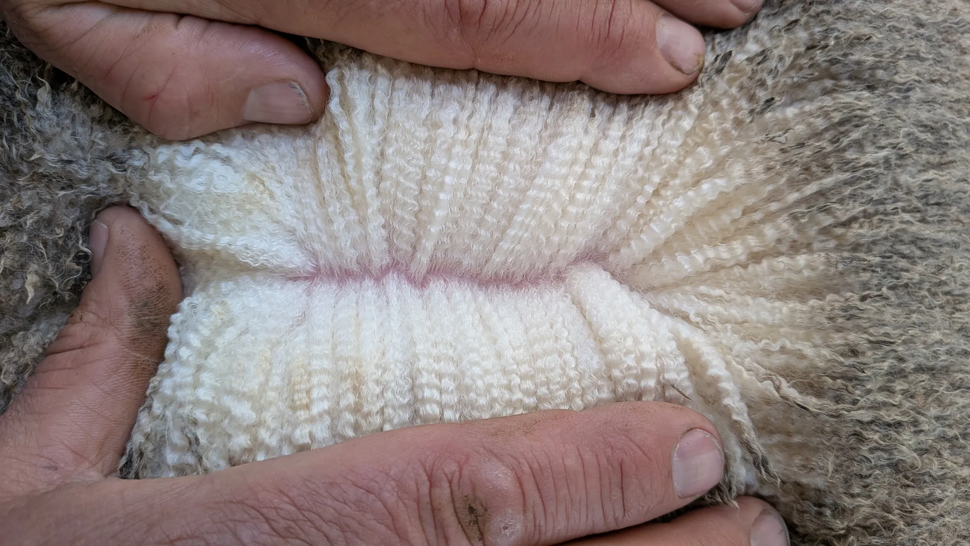 Mumblebone Lot 304, 2026 Ram Sale Merino ram