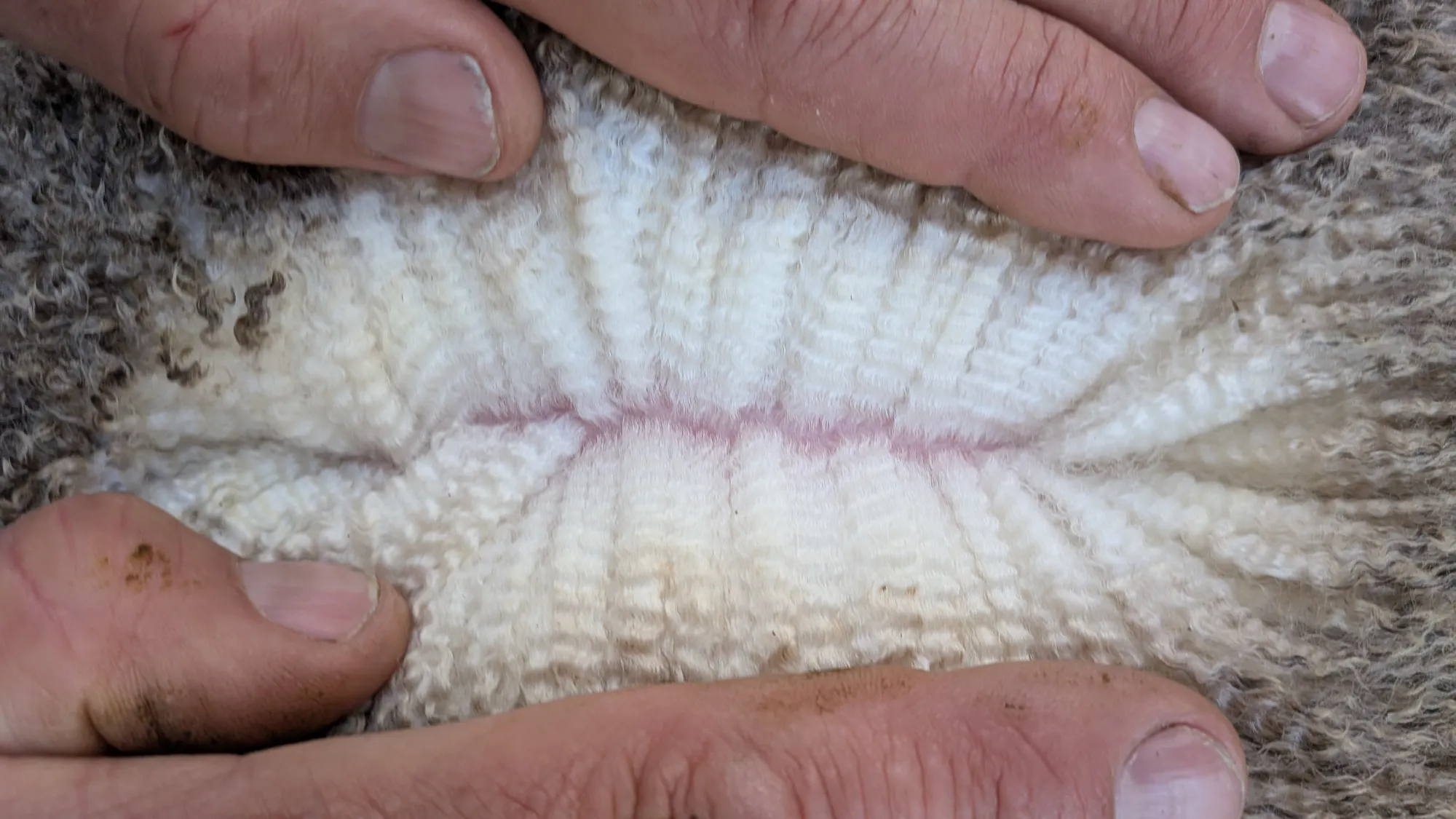 Mumblebone Lot 315, 2026 Ram Sale Merino ram