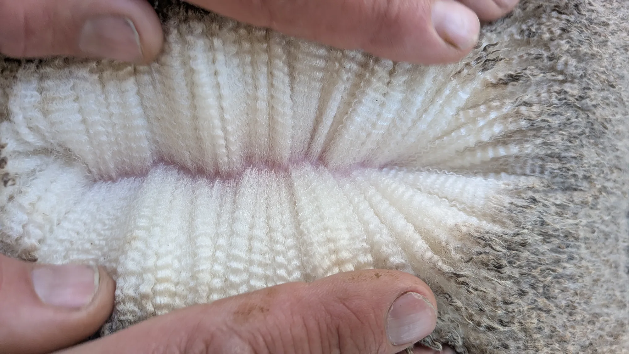 Mumblebone Lot 218, 2026 Ram Sale Merino ram