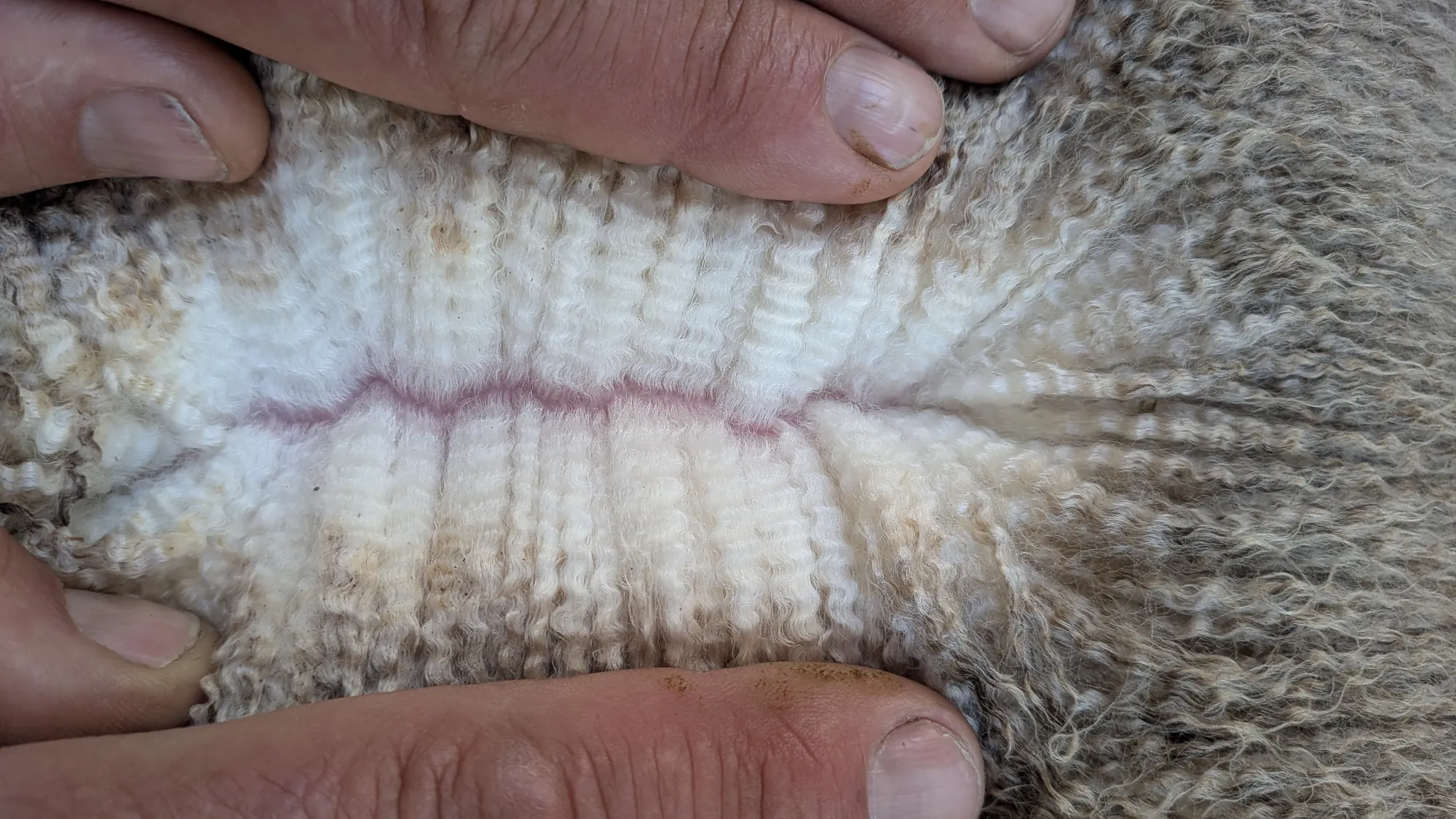 Mumblebone Lot 140, 2026 Ram Sale Merino ram