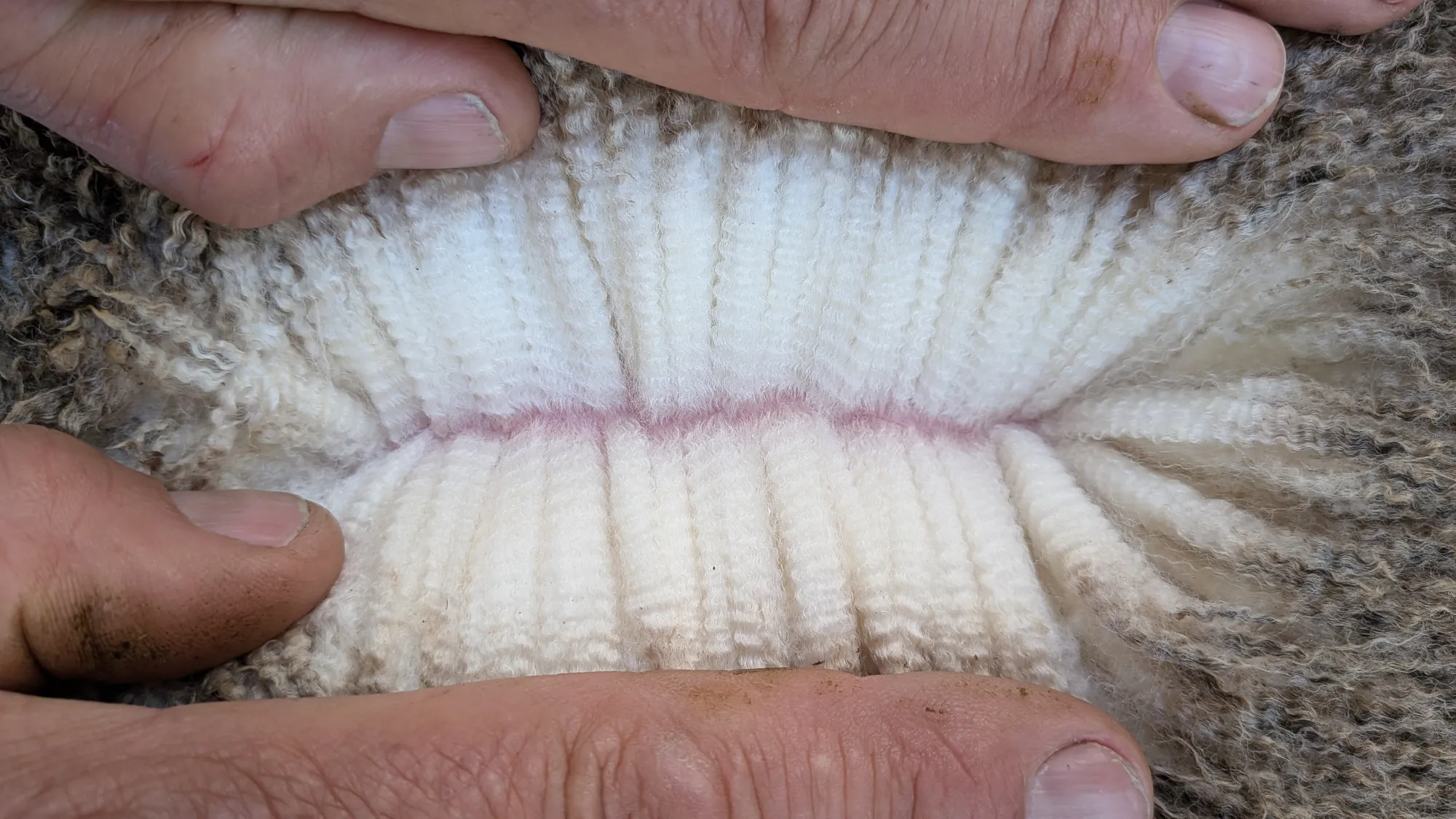 Mumblebone Lot 250, 2026 Ram Sale Merino ram