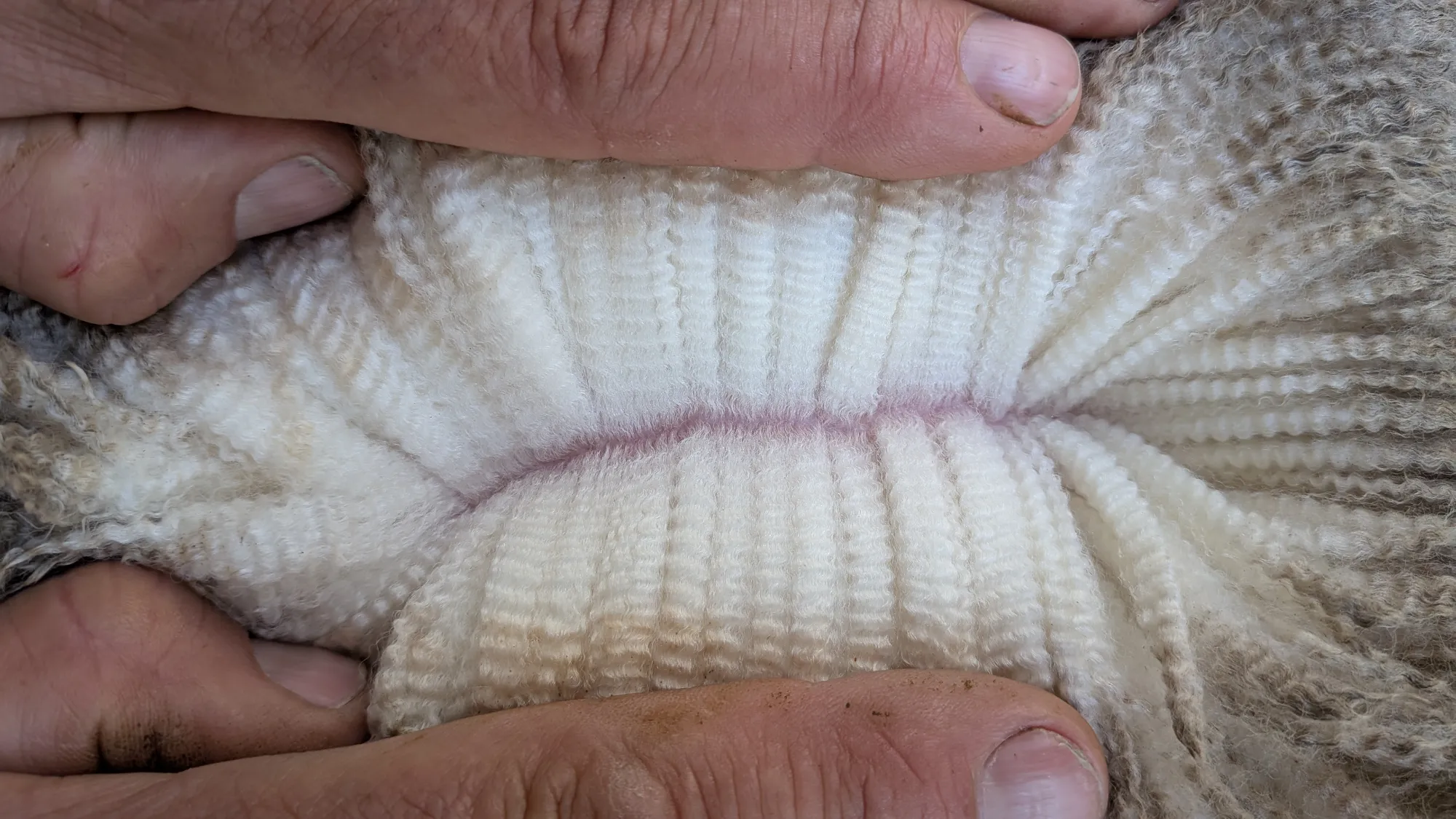 Mumblebone Lot 320, 2026 Ram Sale Merino ram