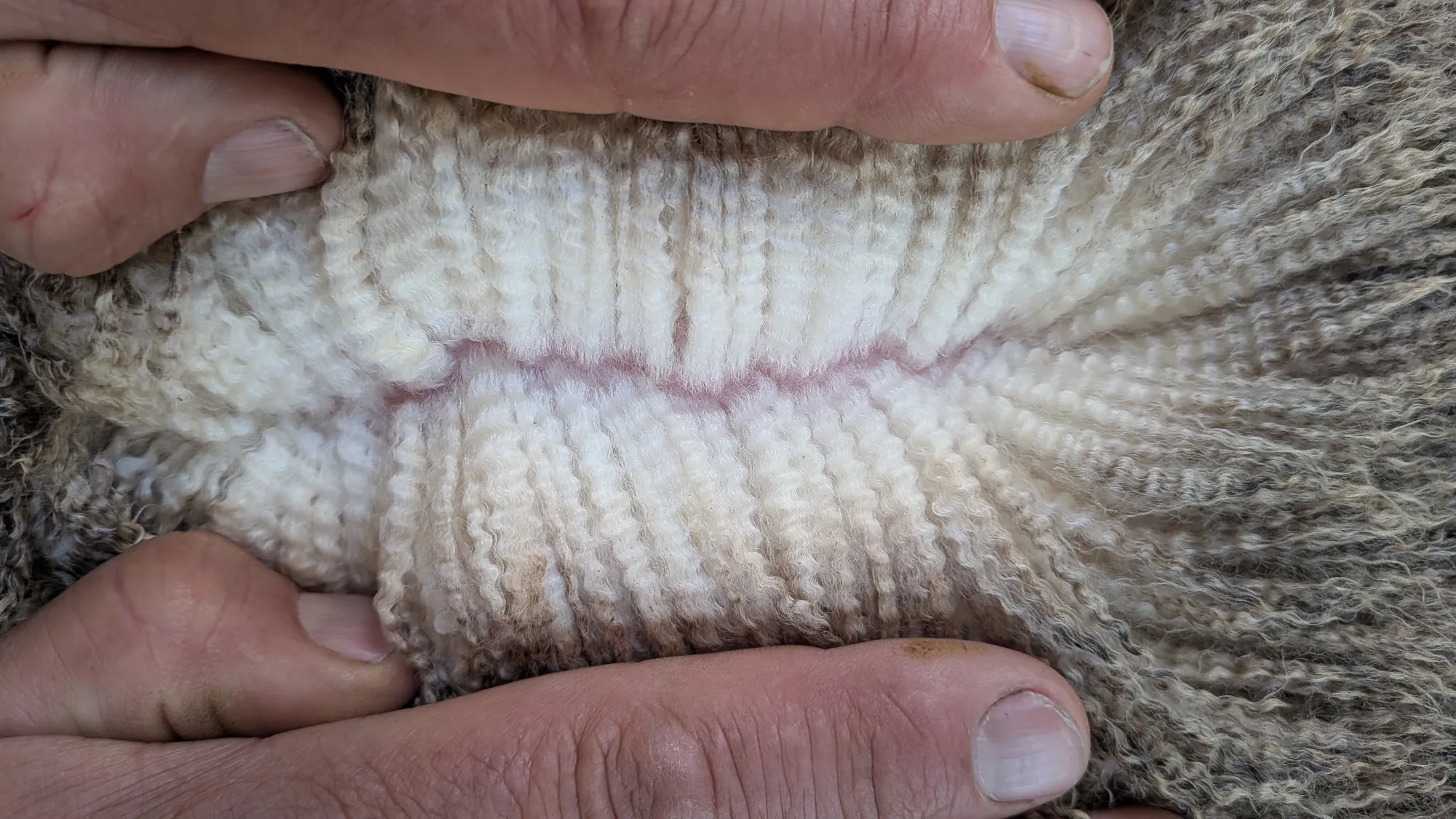 Mumblebone Lot 116, 2026 Ram Sale Merino ram