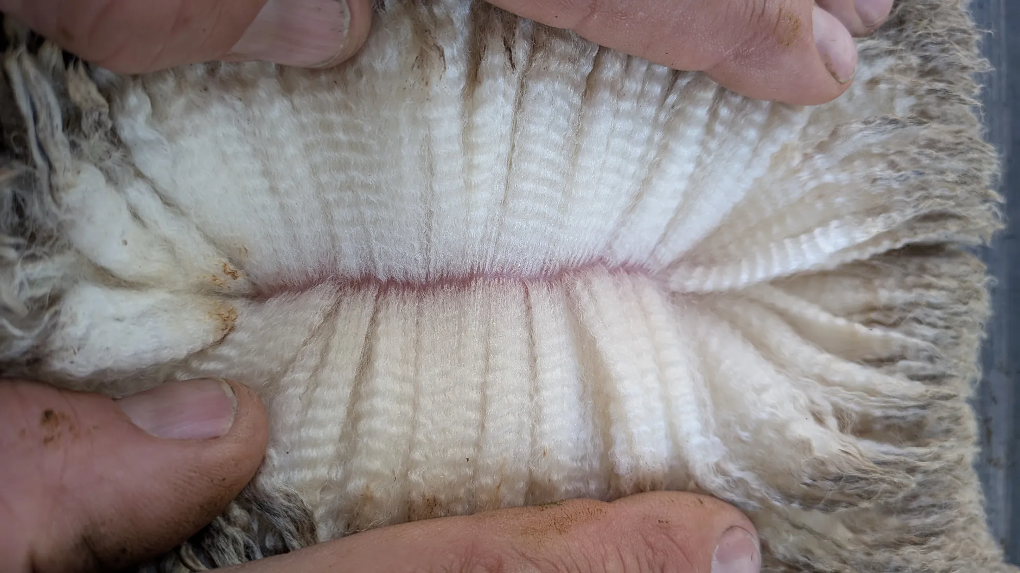 Mumblebone Lot 337, 2026 Ram Sale Merino ram