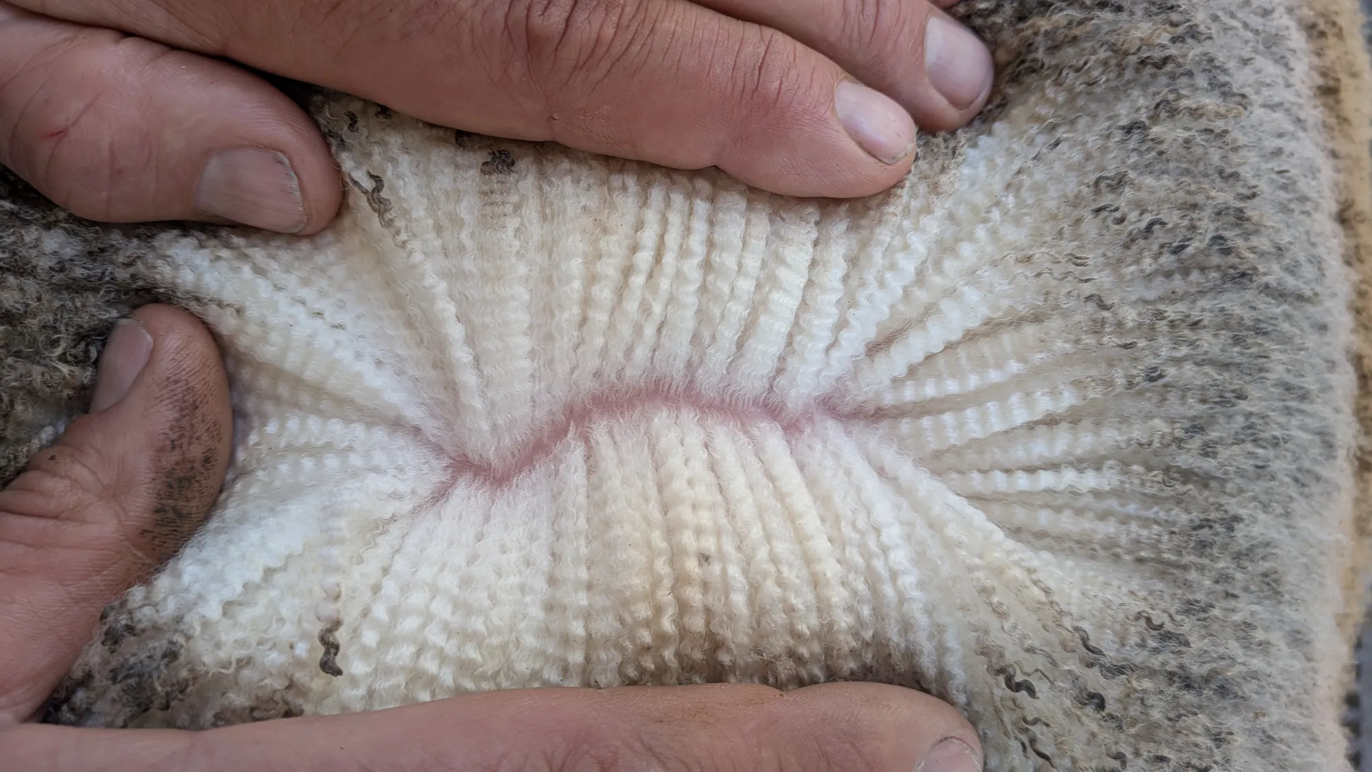 Mumblebone Lot 3, 2026 Ram Sale Merino ram