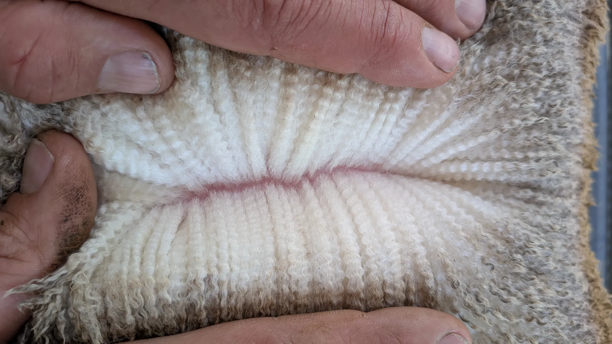 Mumblebone Lot 18, 2026 Ram Sale Merino ram
