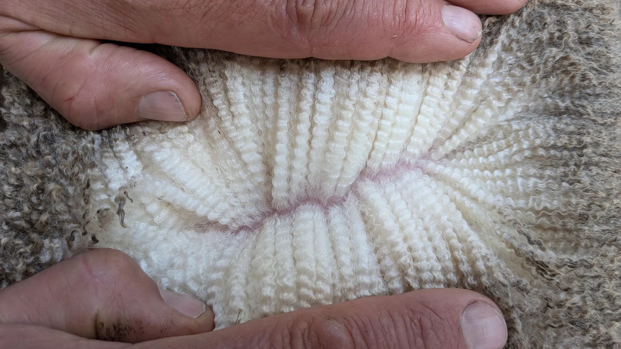 Mumblebone Lot 51, 2026 Ram Sale Merino ram