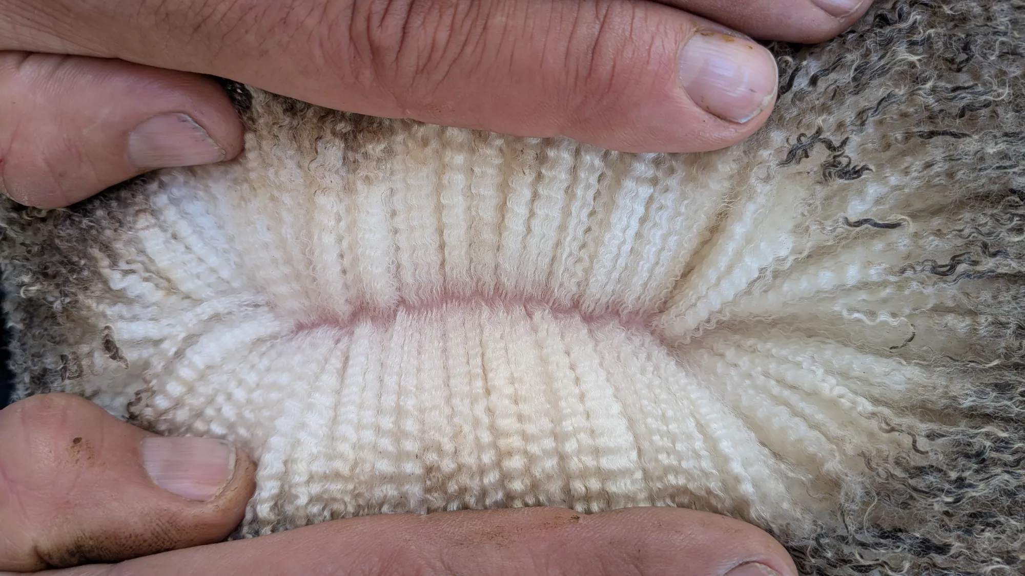Mumblebone Lot 254, 2026 Ram Sale Merino ram