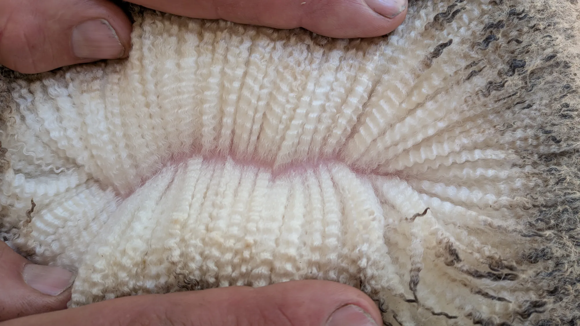 Mumblebone Lot 33, 2026 Ram Sale Merino ram