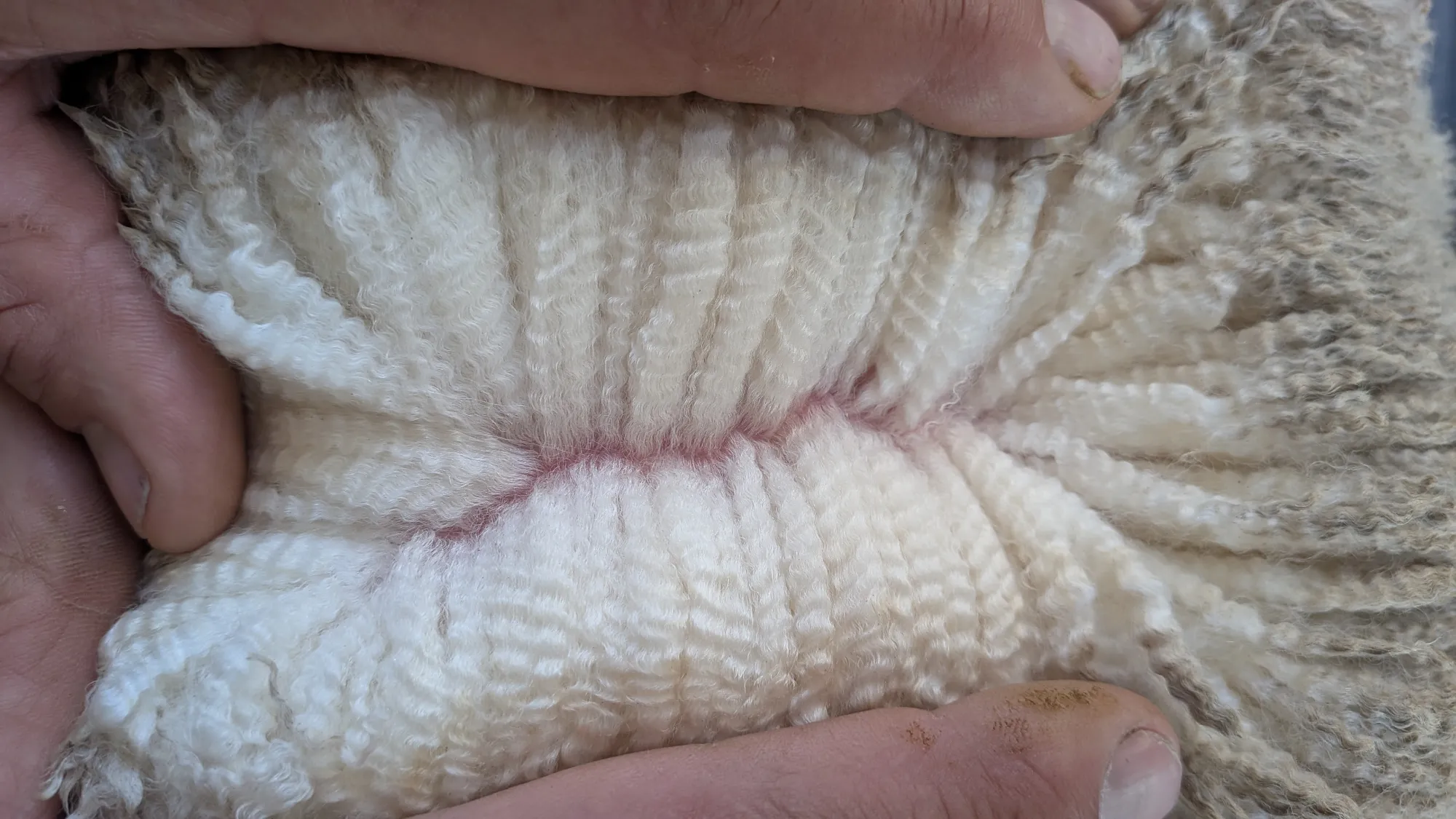 Mumblebone Lot 122, 2026 Ram Sale Merino ram