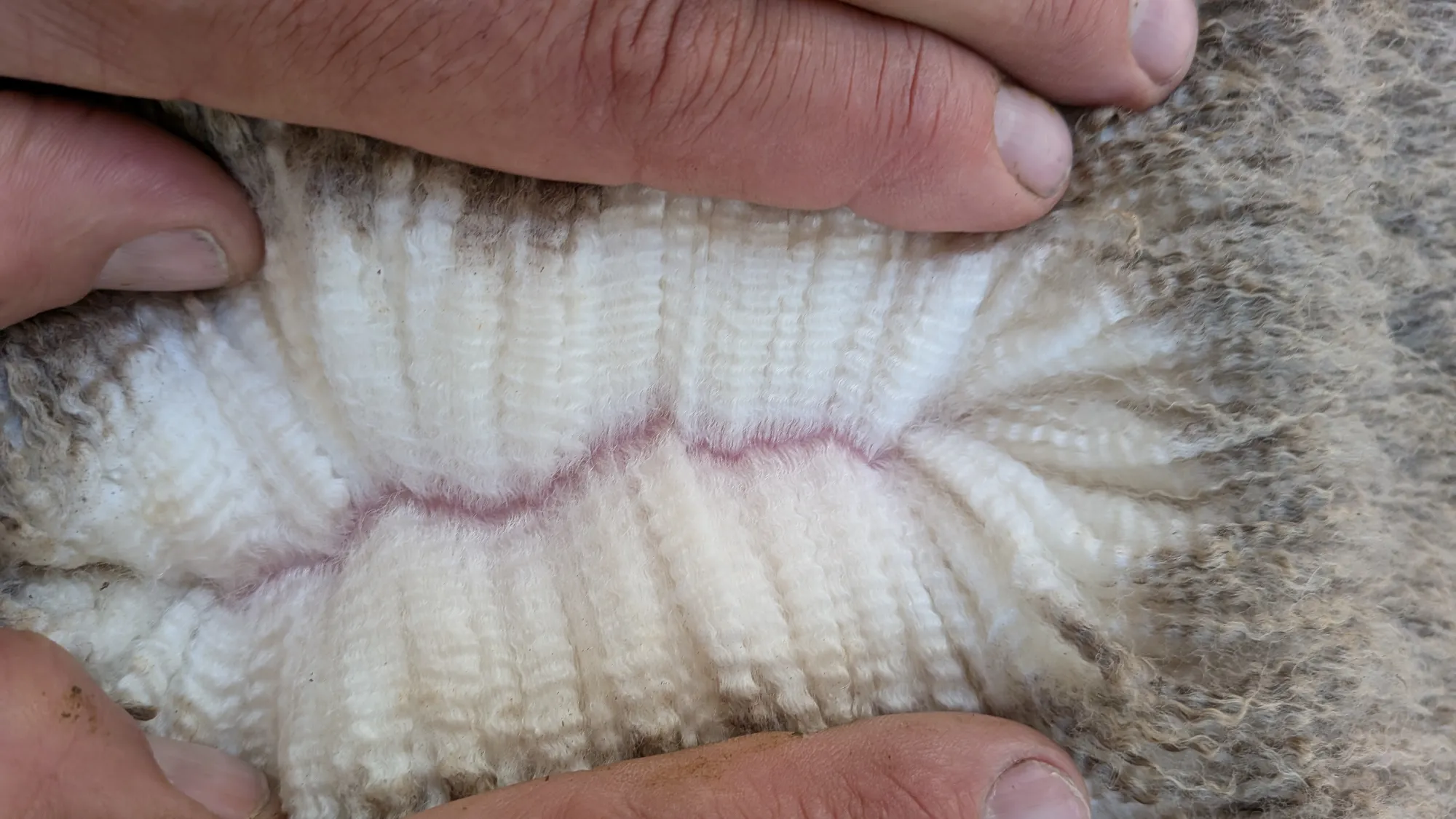 Mumblebone Lot 314, 2026 Ram Sale Merino ram