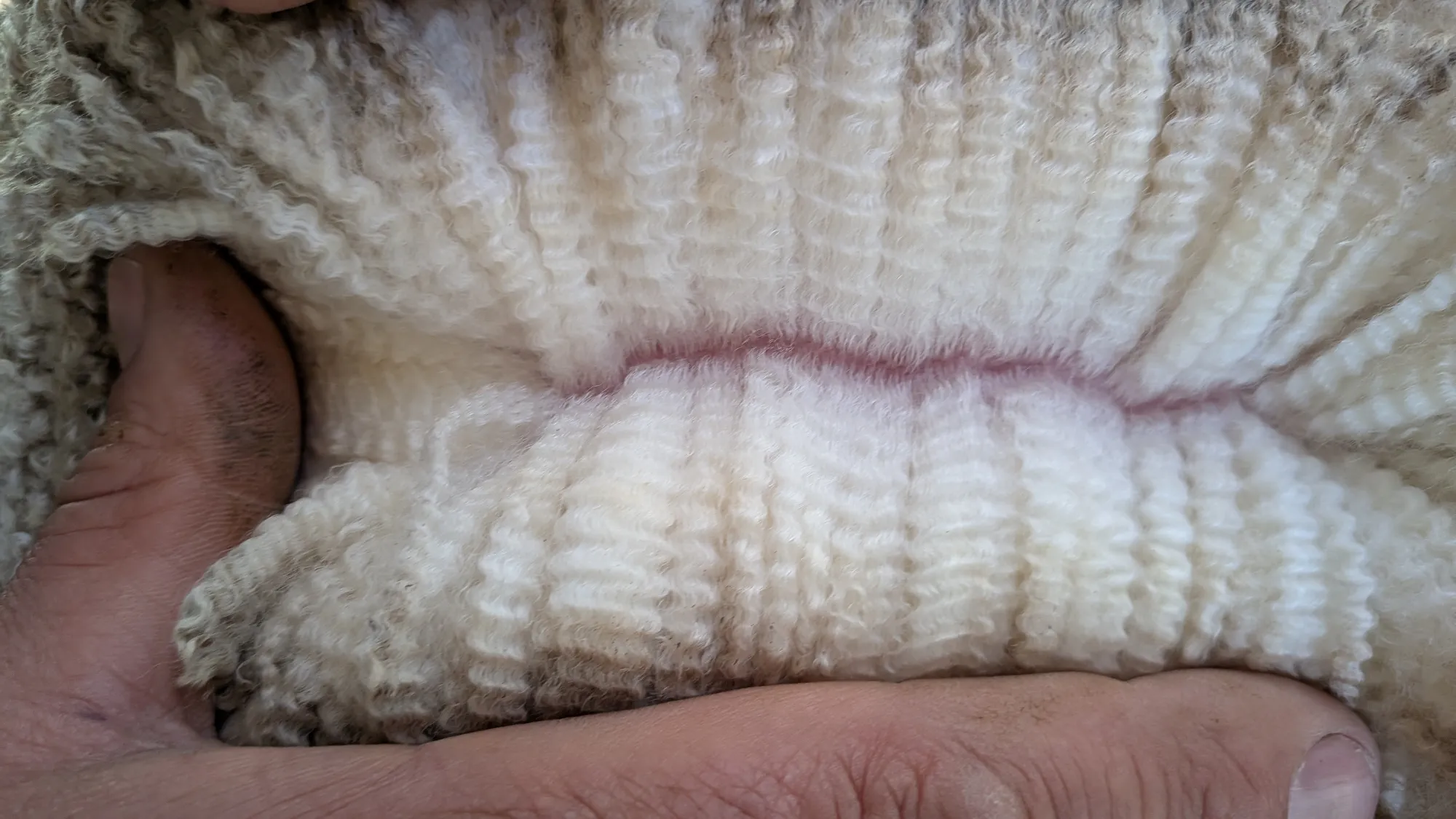 Mumblebone Lot 244, 2026 Ram Sale Merino ram