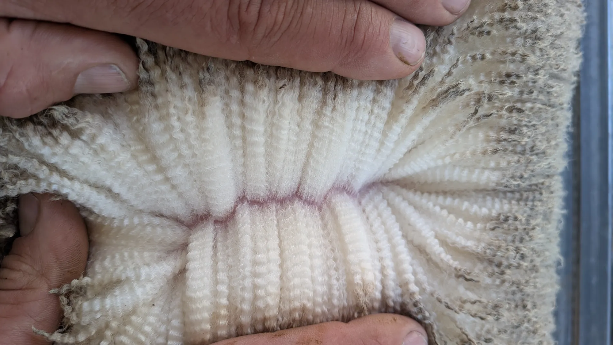 Mumblebone Lot 227, 2026 Ram Sale Merino ram