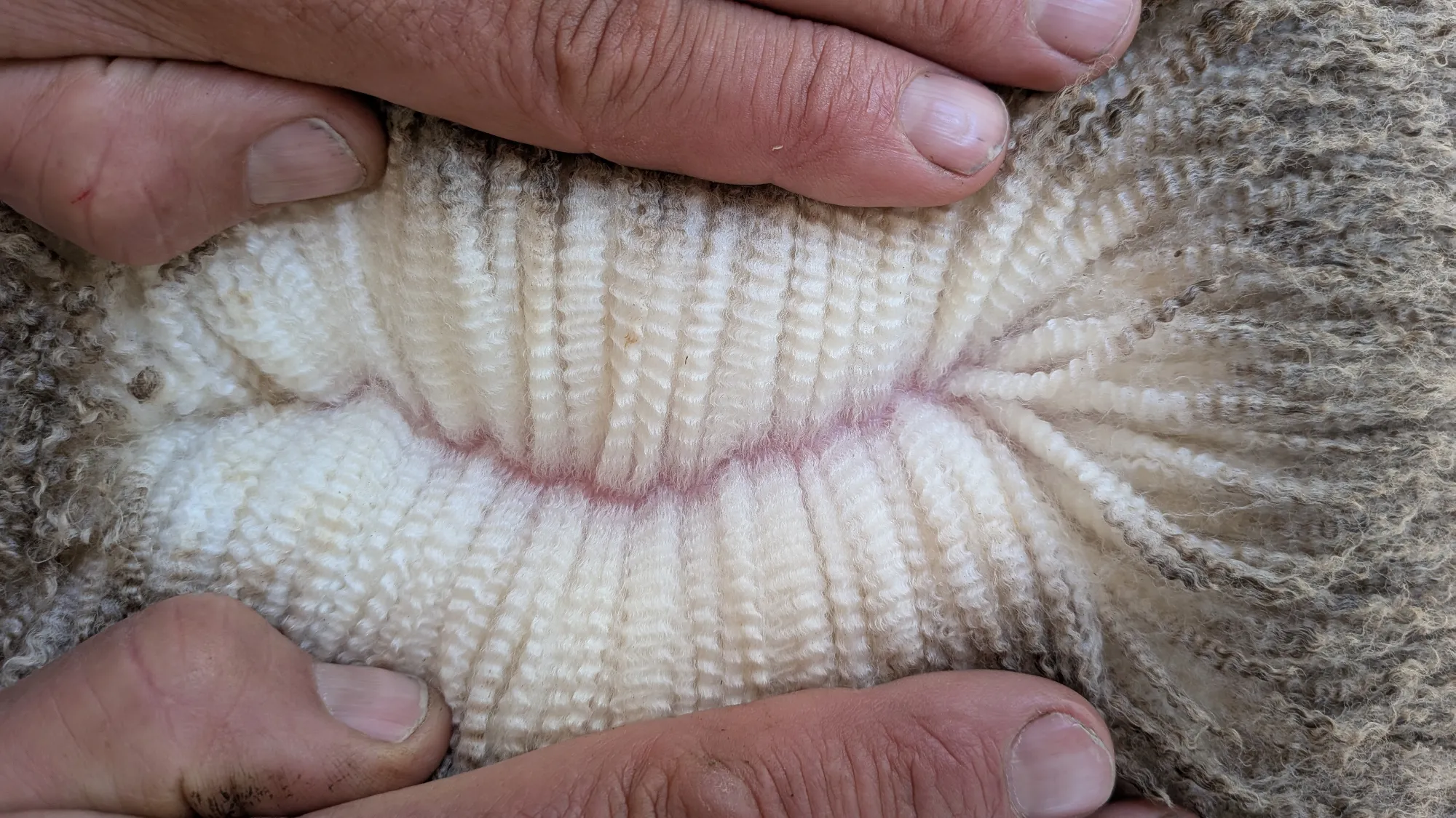Mumblebone Lot 76, 2026 Ram Sale Merino ram