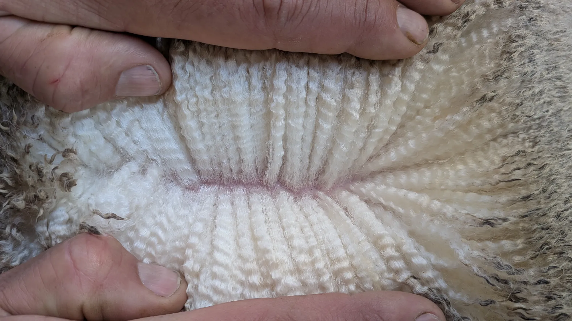 Mumblebone Lot 138, 2026 Ram Sale Merino ram
