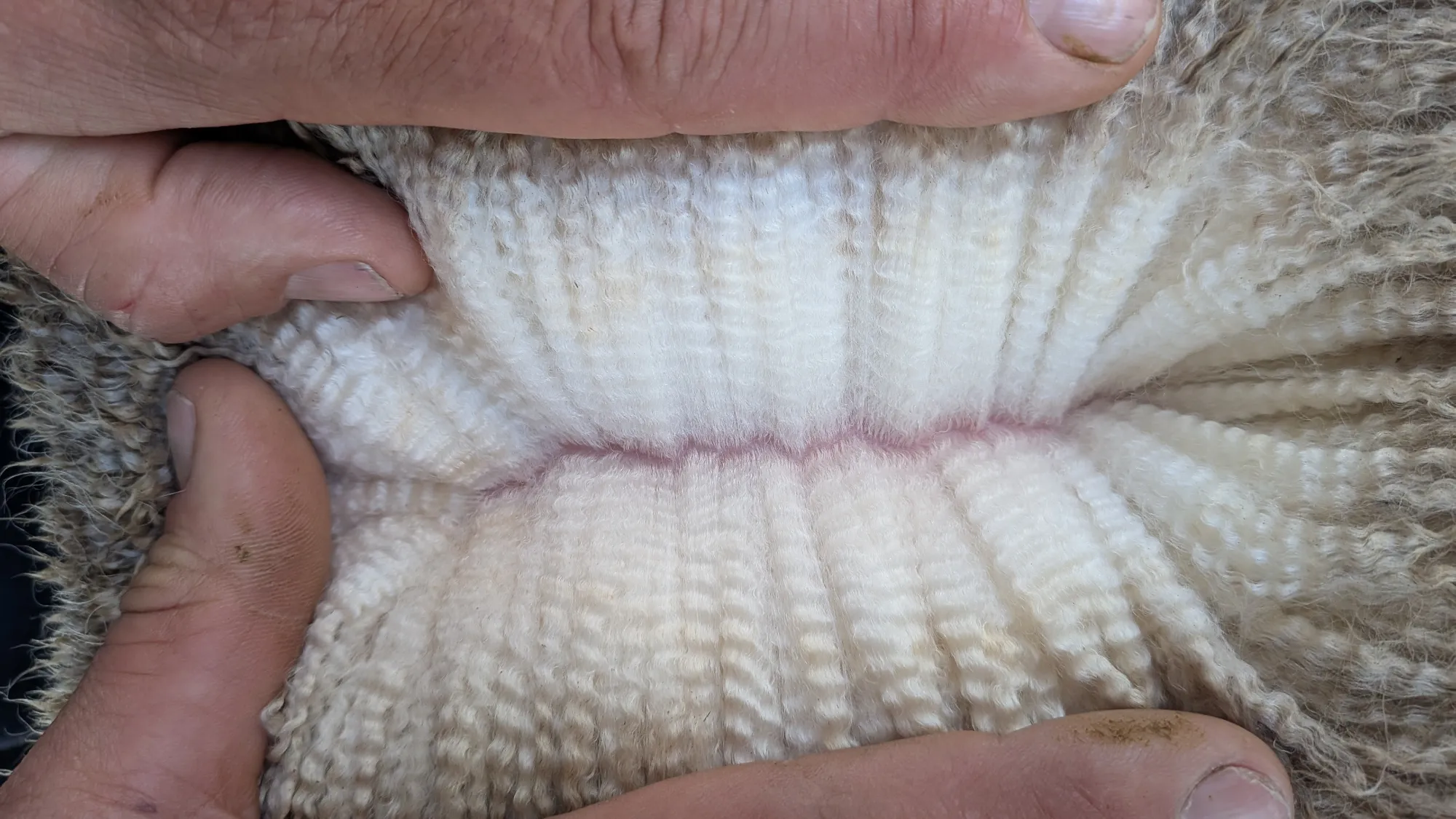 Mumblebone Lot 153, 2026 Ram Sale Merino ram