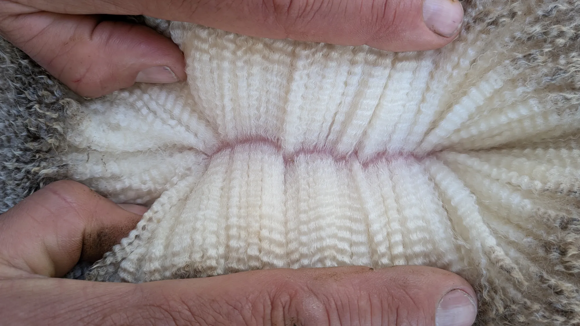 Mumblebone Lot 262, 2026 Ram Sale Merino ram
