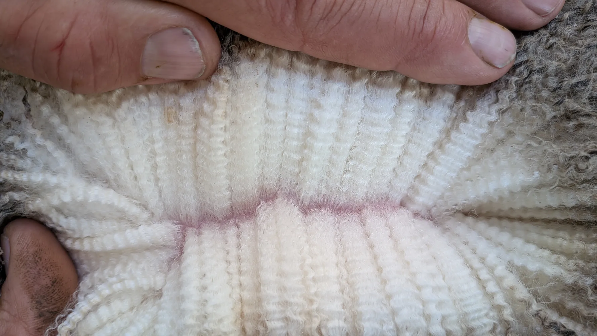 Mumblebone Lot 205, 2026 Ram Sale Merino ram