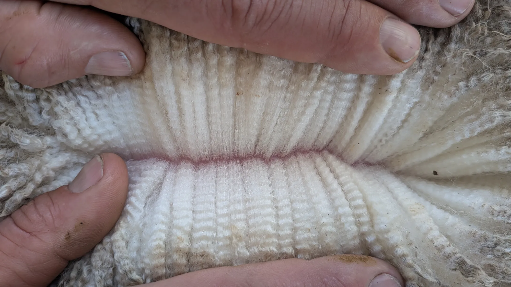 Mumblebone Lot 126, 2026 Ram Sale Merino ram