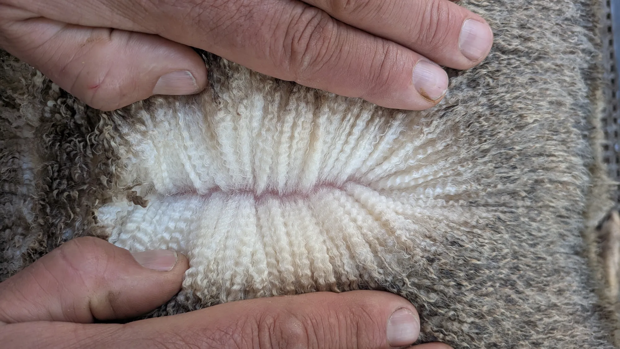 Mumblebone Lot 129, 2026 Ram Sale Merino ram
