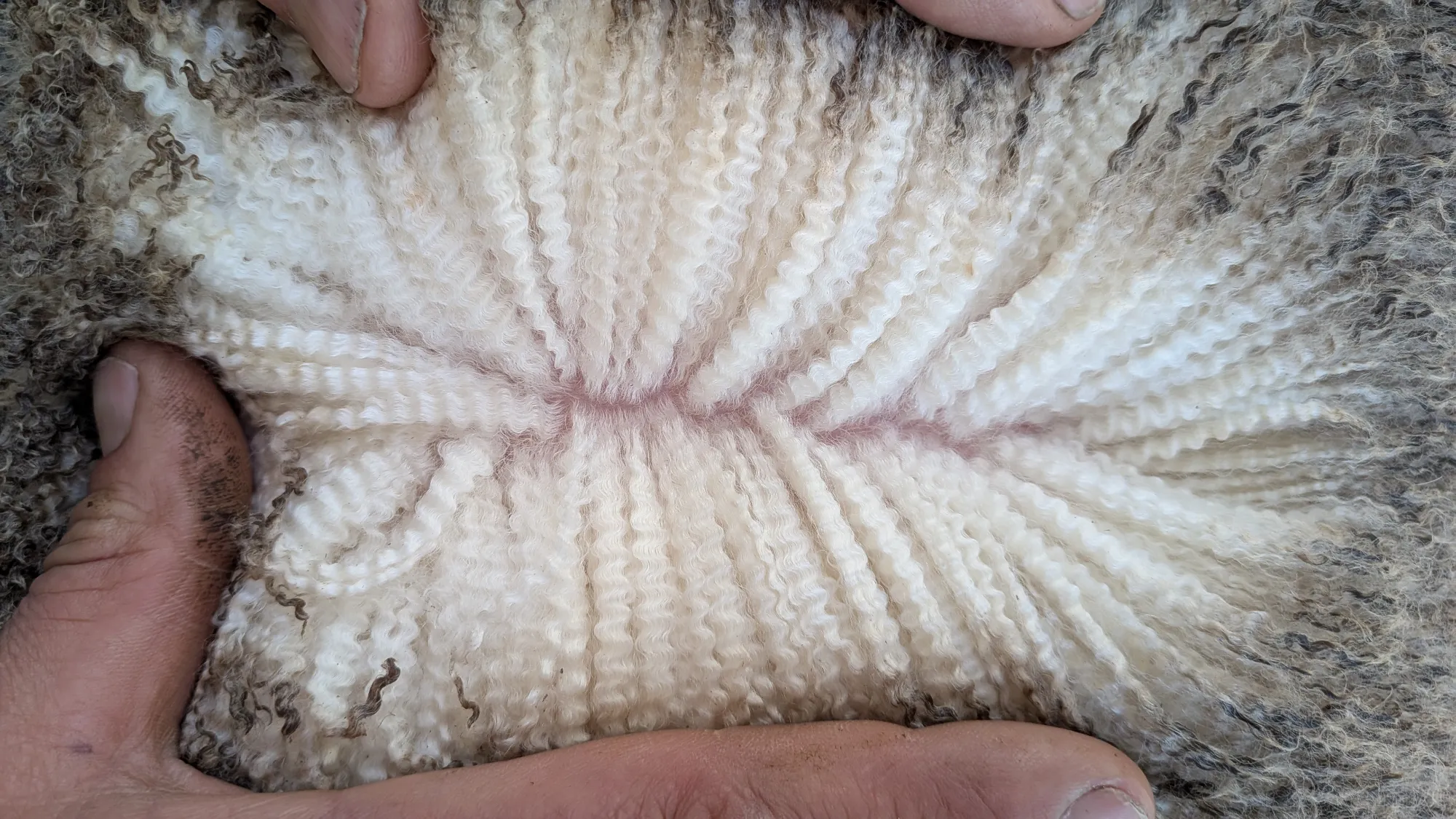 Mumblebone Lot 32, 2026 Ram Sale Merino ram
