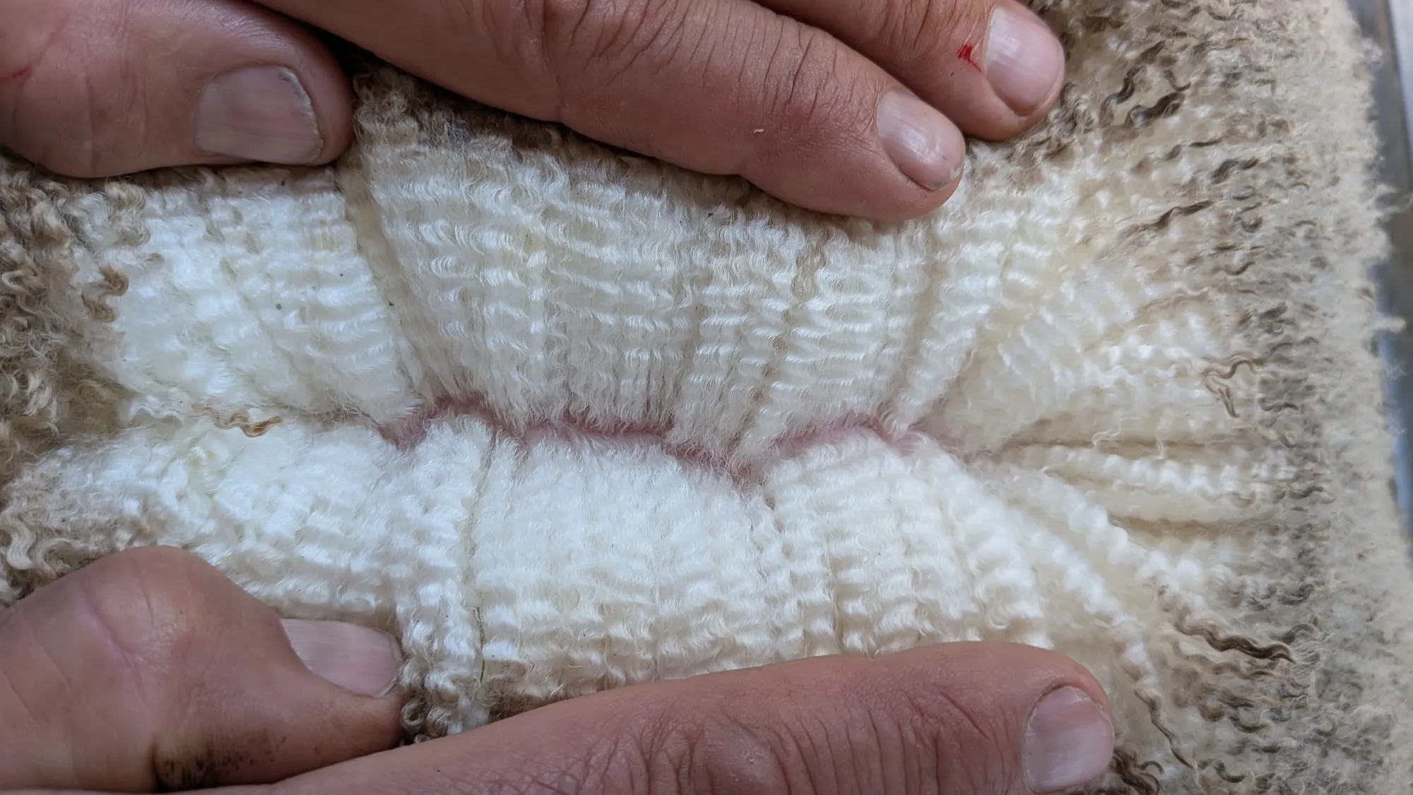 Mumblebone Lot 81, 2026 Ram Sale Merino ram