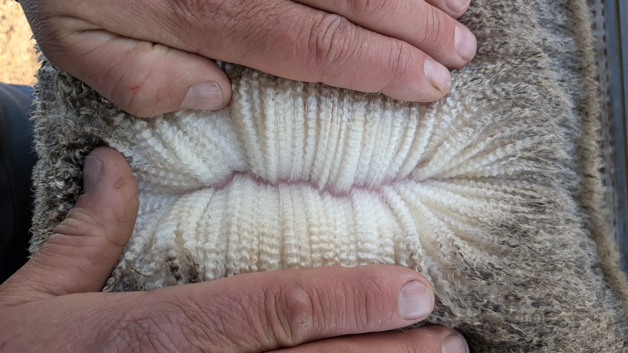 Mumblebone Lot 171, 2026 Ram Sale Merino ram