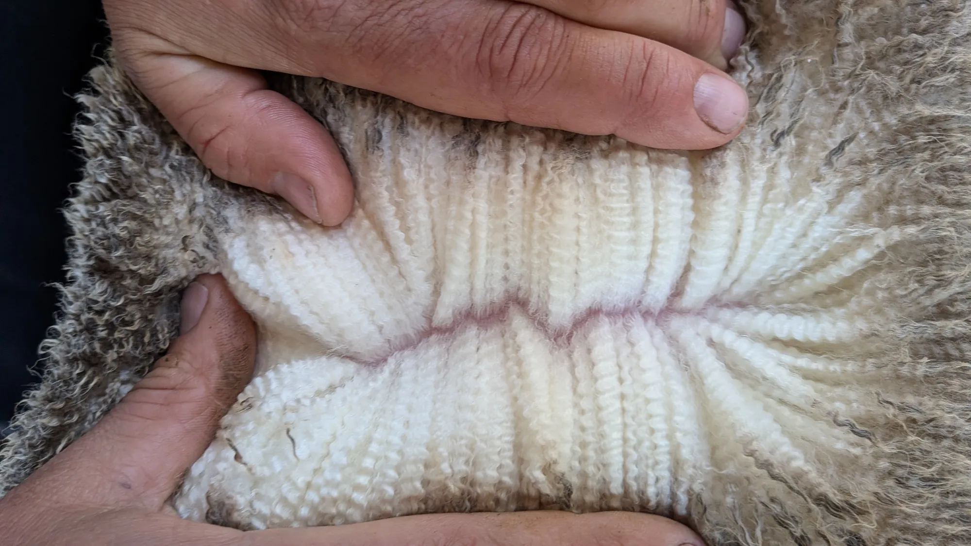 Mumblebone Lot 330, 2026 Ram Sale Merino ram