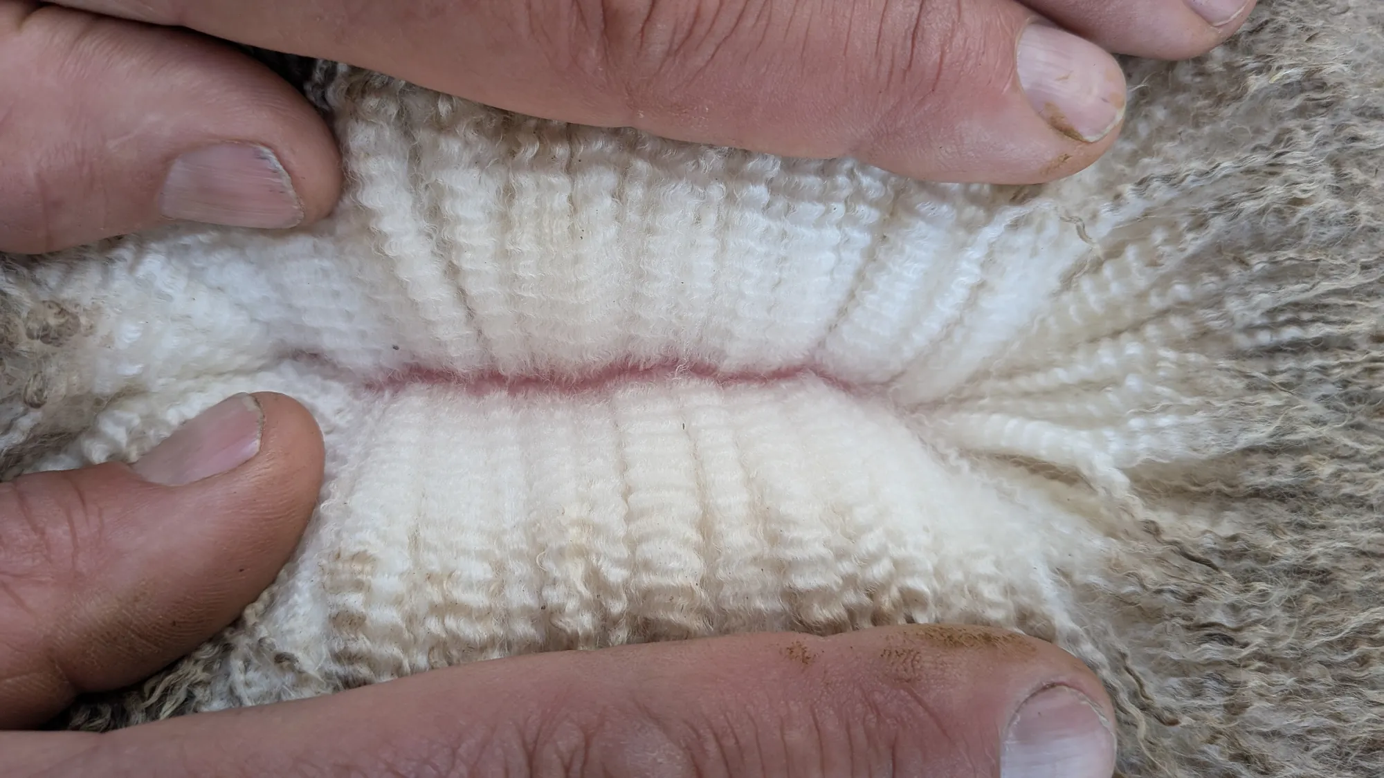 Mumblebone Lot 115, 2026 Ram Sale Merino ram