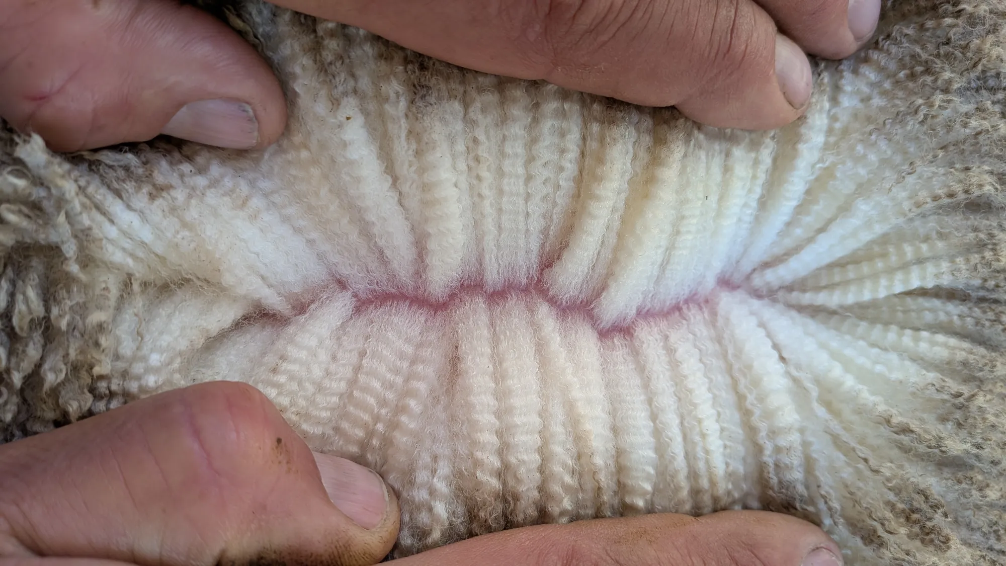 Mumblebone Lot 257, 2026 Ram Sale Merino ram