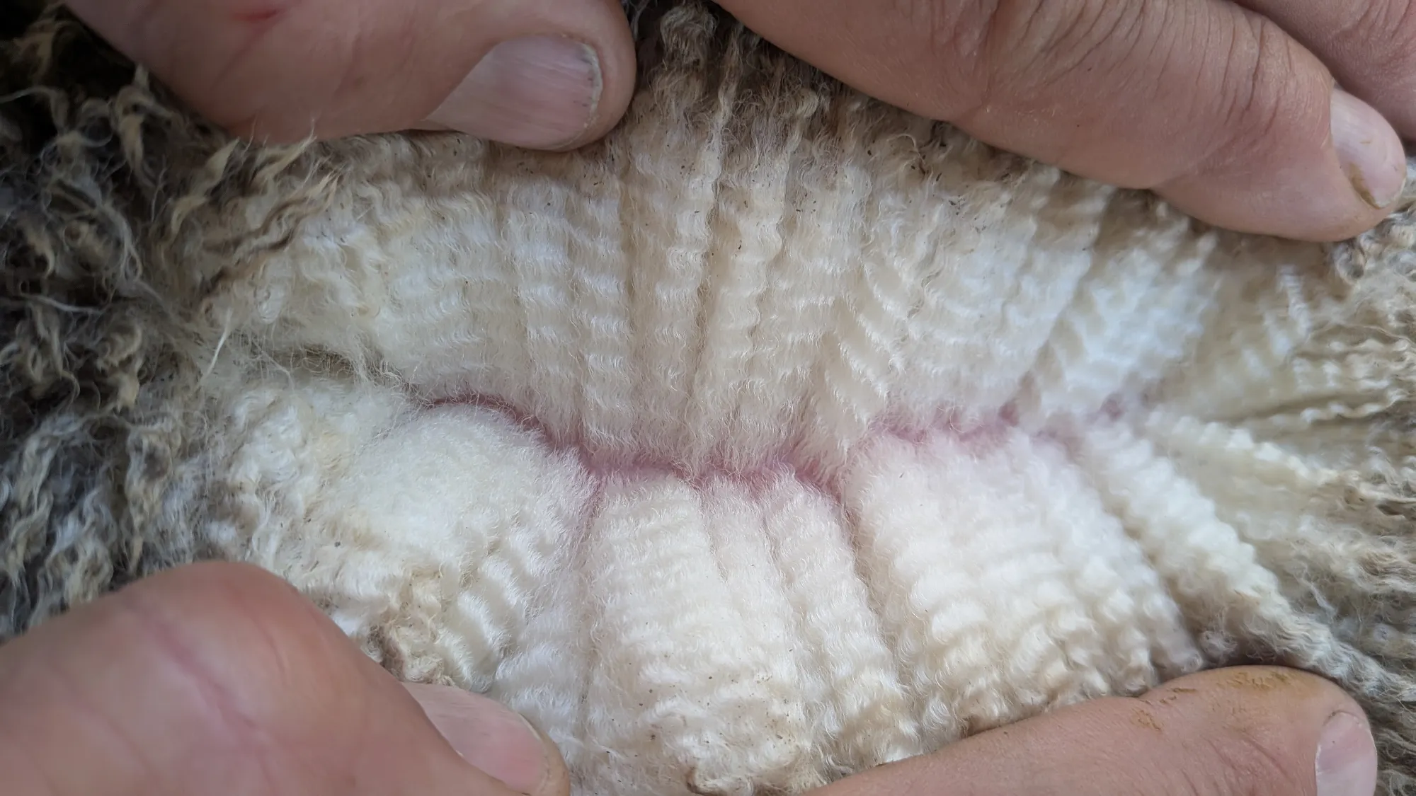 Mumblebone Lot 190, 2026 Ram Sale Merino ram