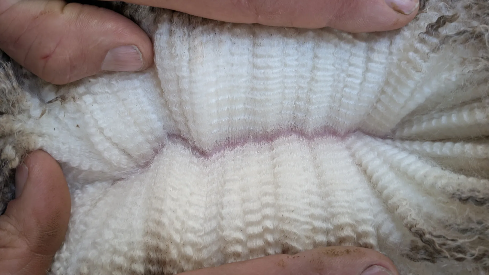 Mumblebone Lot 101, 2026 Ram Sale Merino ram