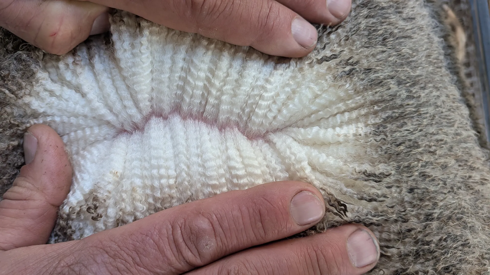 Mumblebone Lot 154, 2026 Ram Sale Merino ram