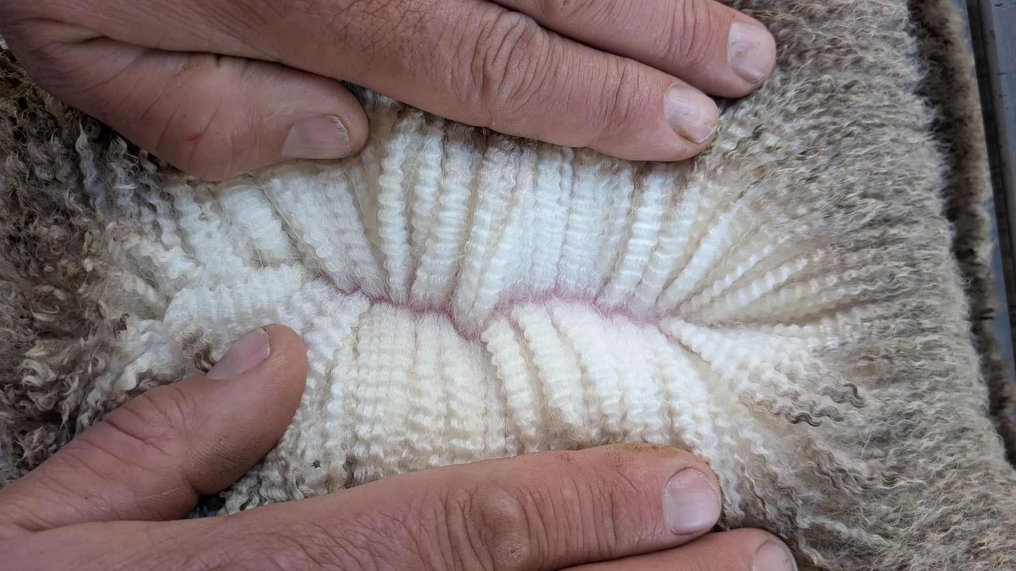 Mumblebone Lot 159, 2026 Ram Sale Merino ram