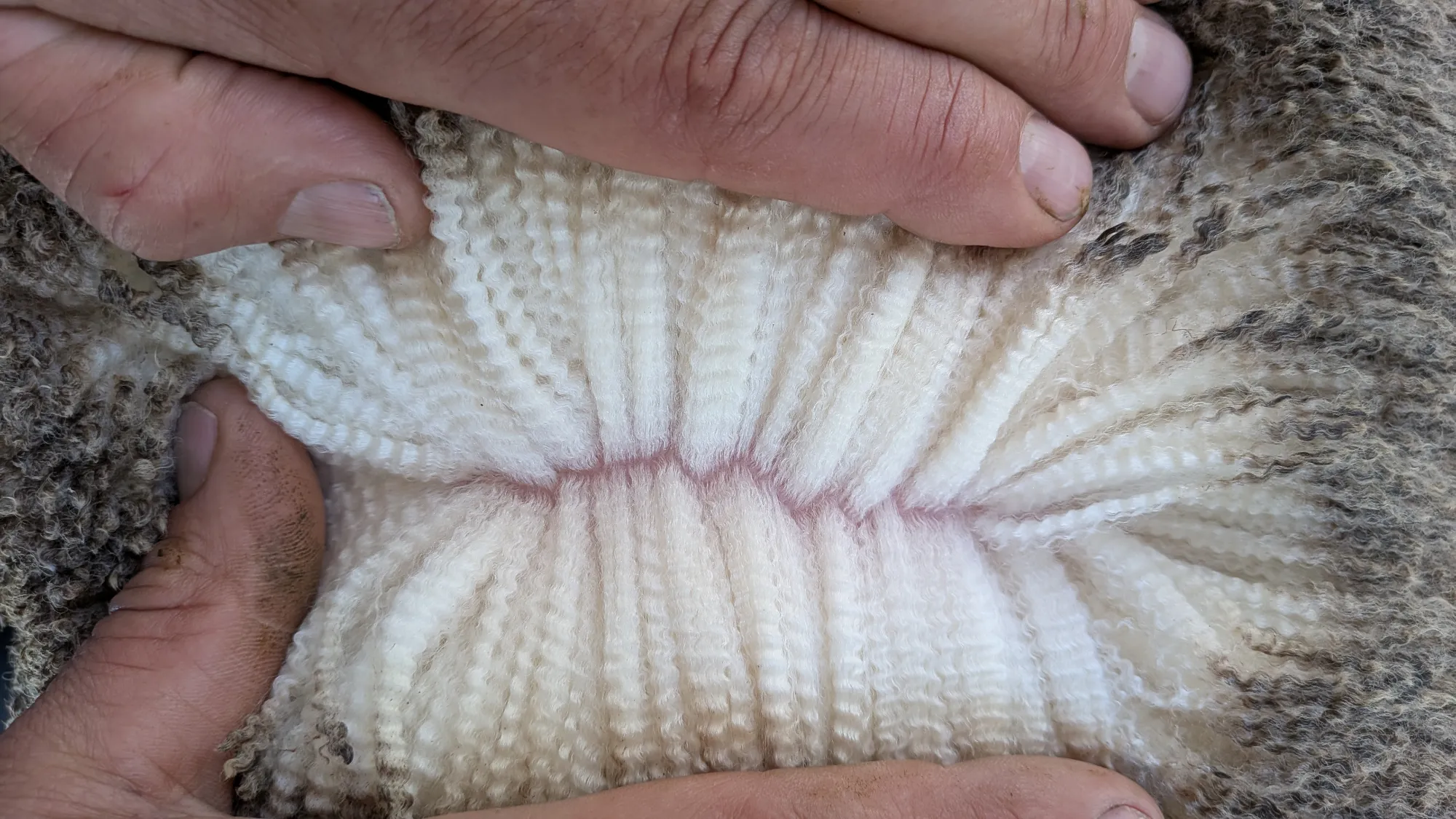 Mumblebone Lot 307, 2026 Ram Sale Merino ram