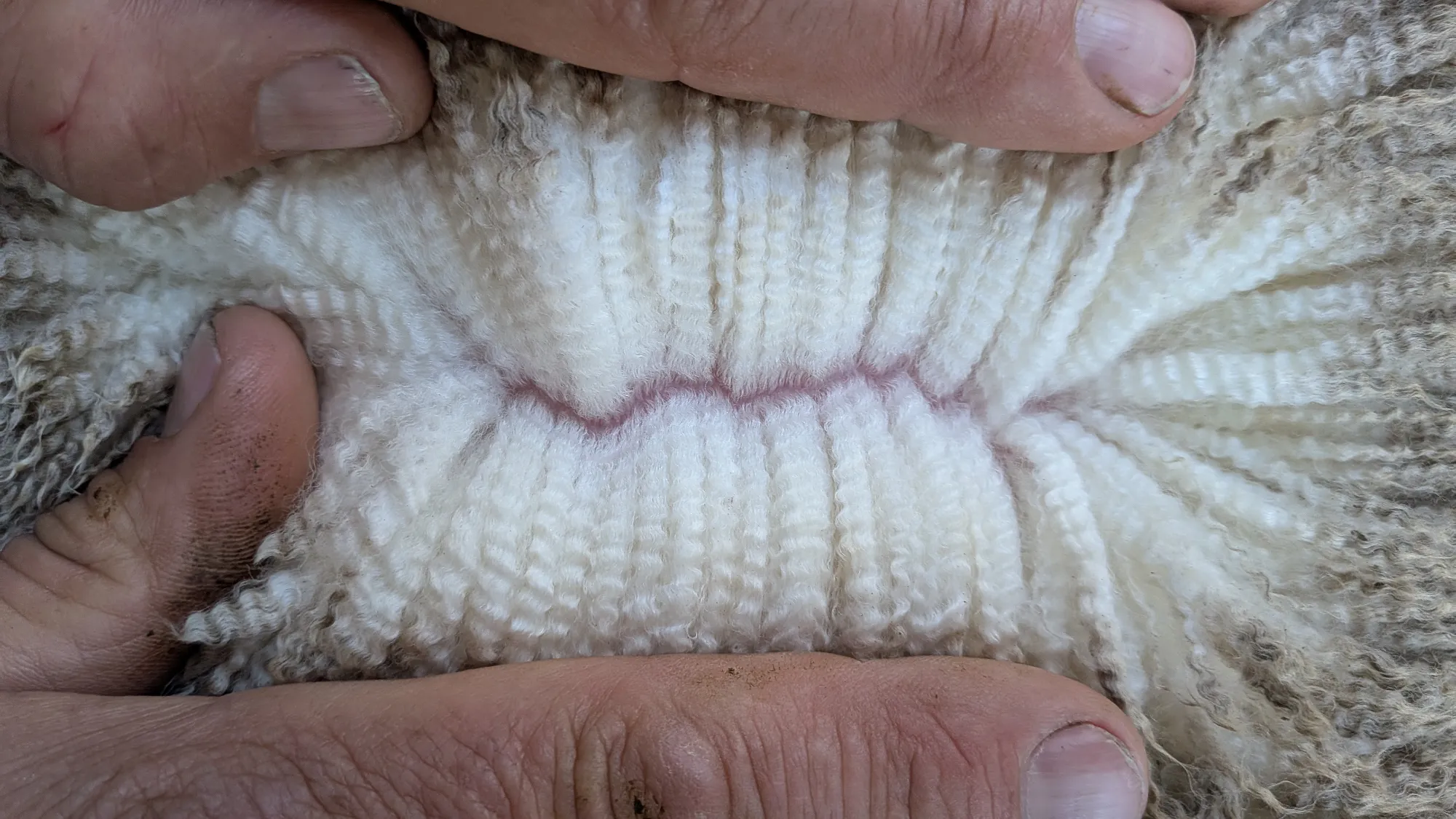 Mumblebone Lot 311, 2026 Ram Sale Merino ram