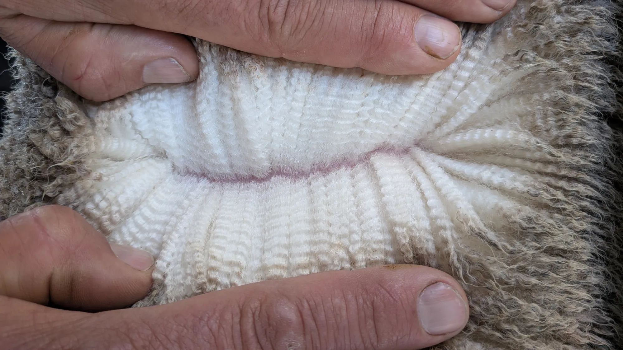 Mumblebone Lot 106, 2026 Ram Sale Merino ram
