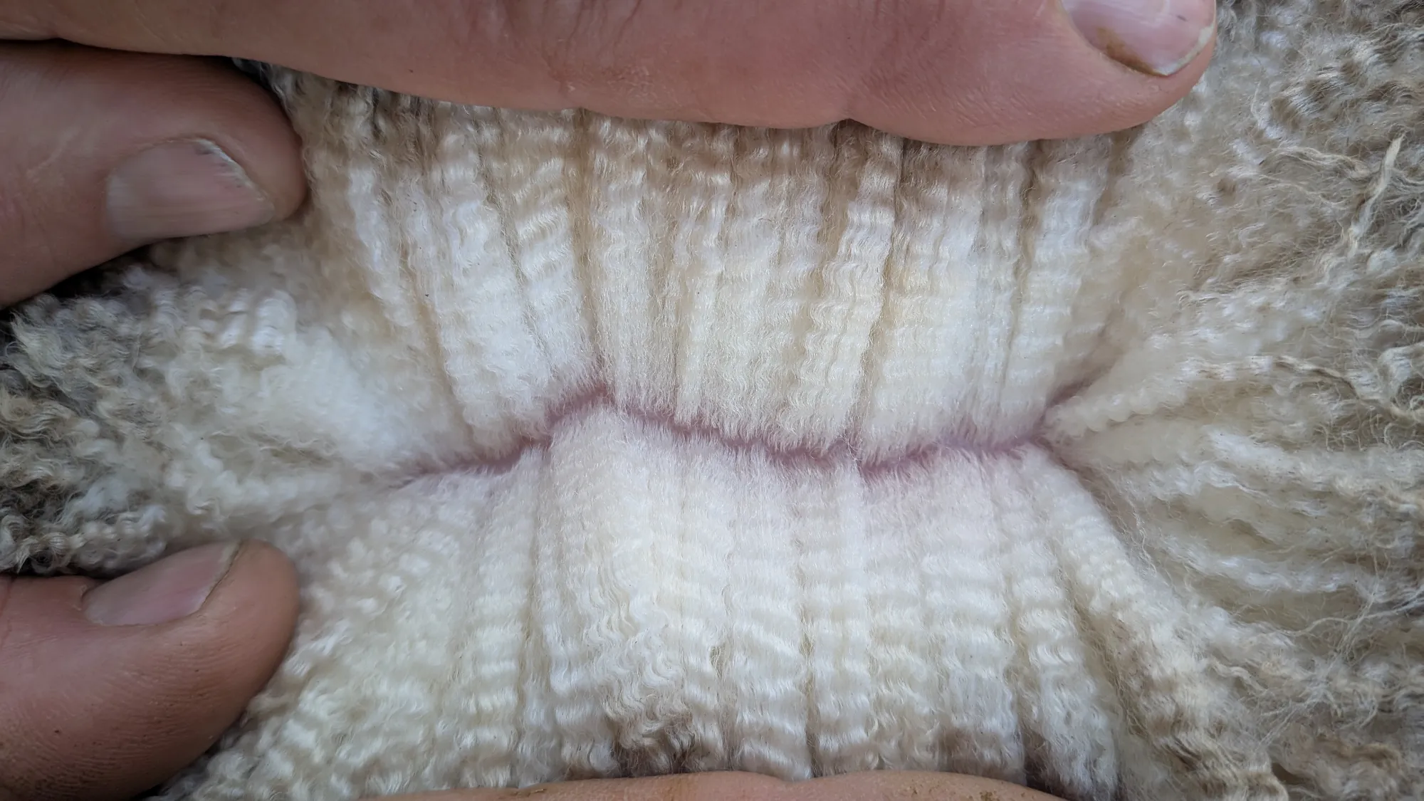 Mumblebone Lot 229, 2026 Ram Sale Merino ram