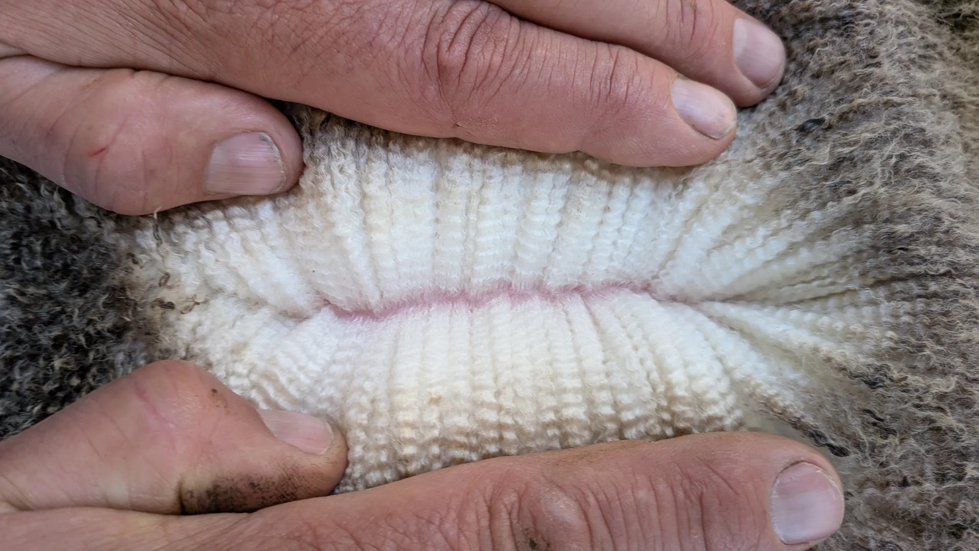Mumblebone Lot 45, 2026 Ram Sale Merino ram