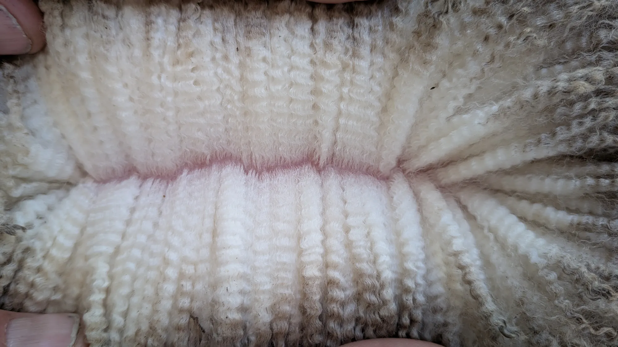 Mumblebone Lot 5, 2026 Ram Sale Merino ram