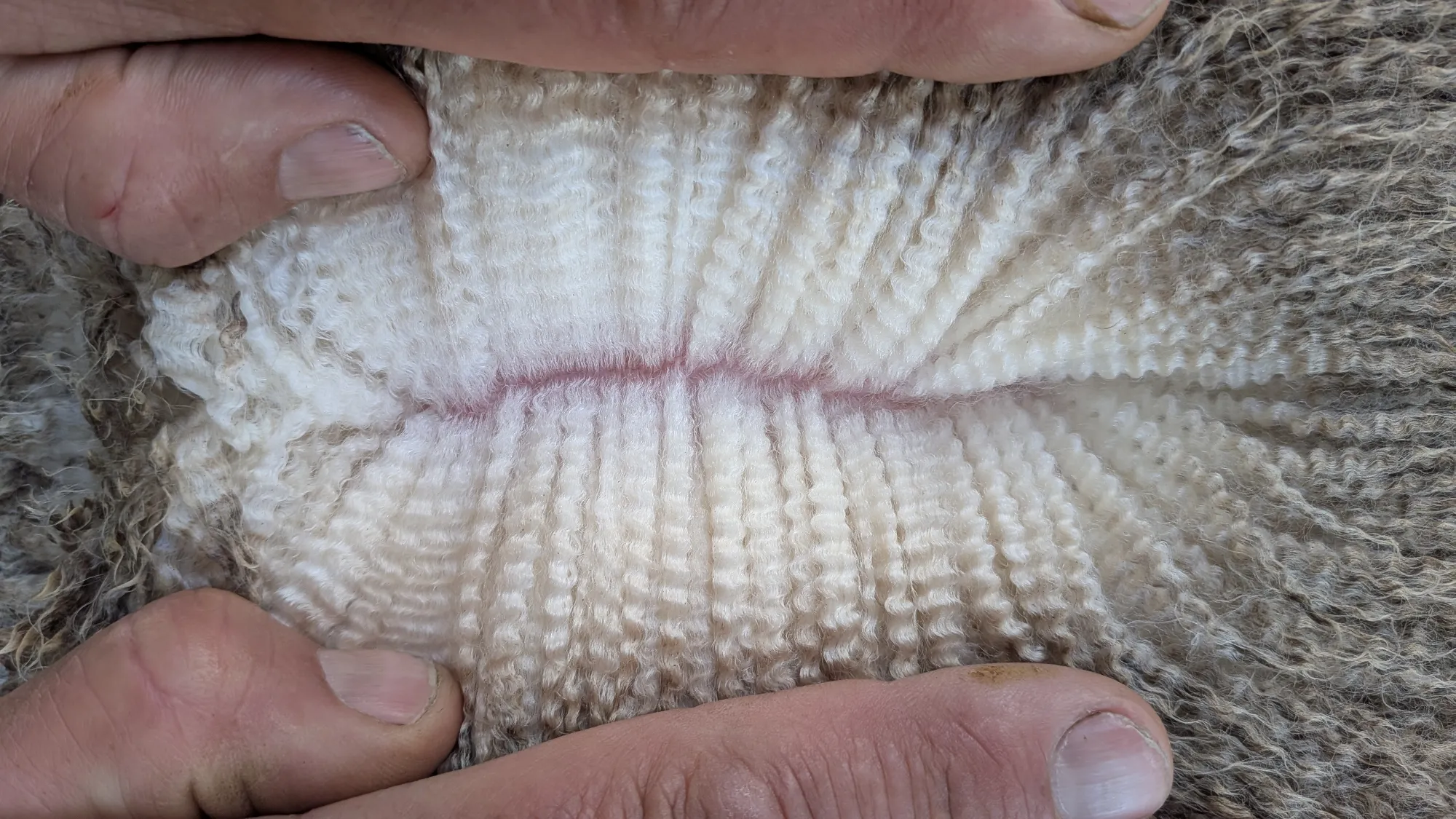 Mumblebone Lot 107, 2026 Ram Sale Merino ram