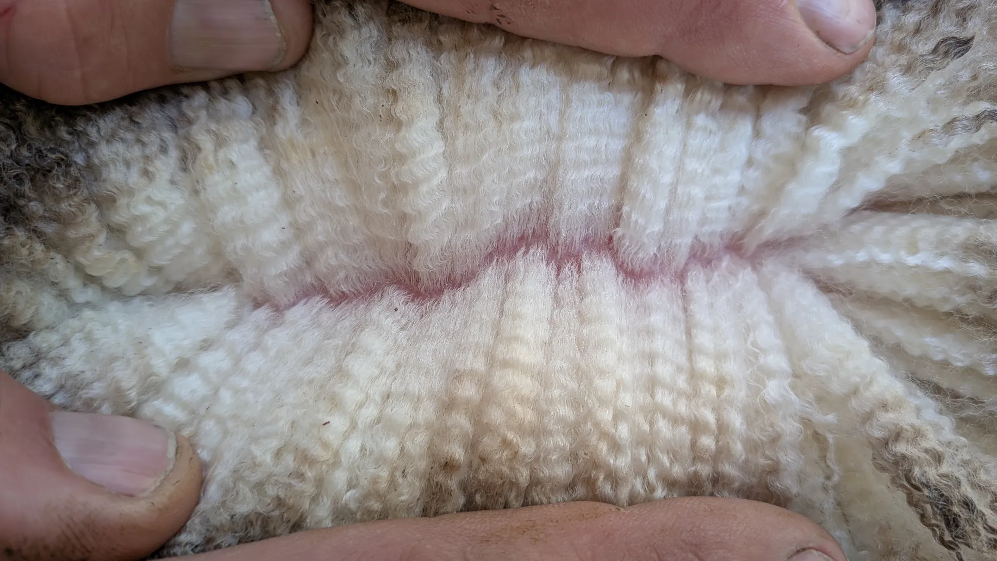 Mumblebone Lot 55, 2026 Ram Sale Merino ram